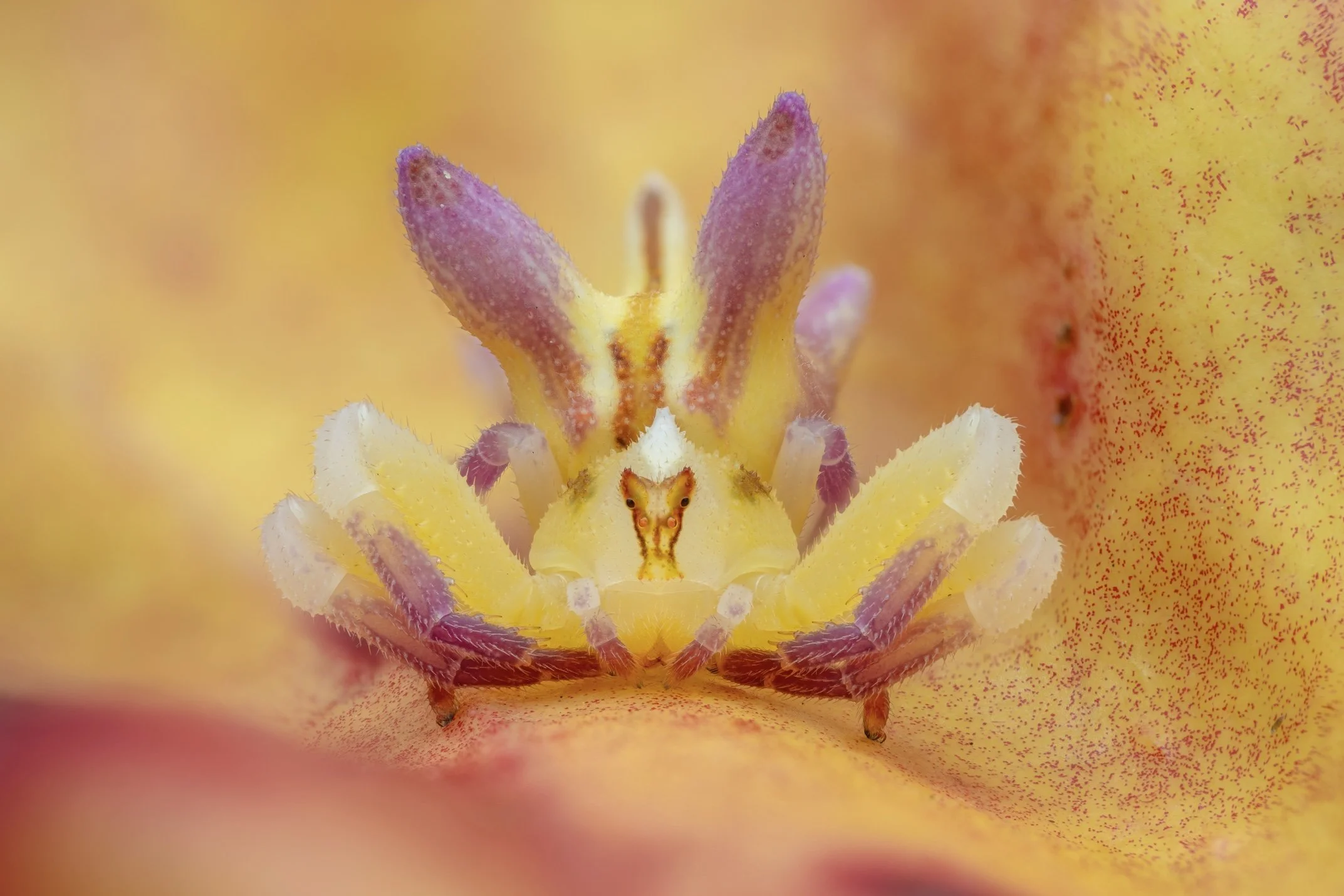 Close-up of a tiny crab with purple, yellow, and white colors, camouflaged on a yellow and orange flower with speckled petals.