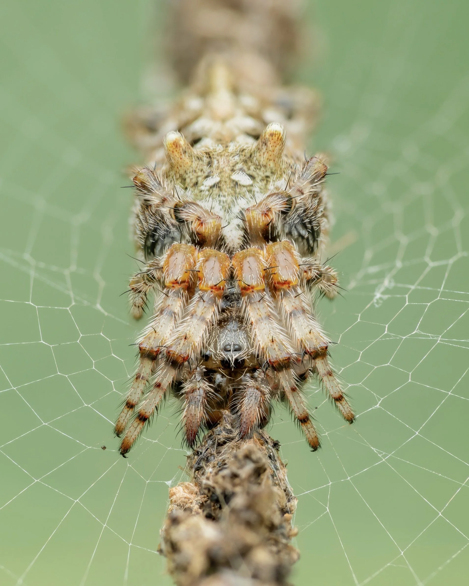 Close-up of a spider on a branch with its web in the background.