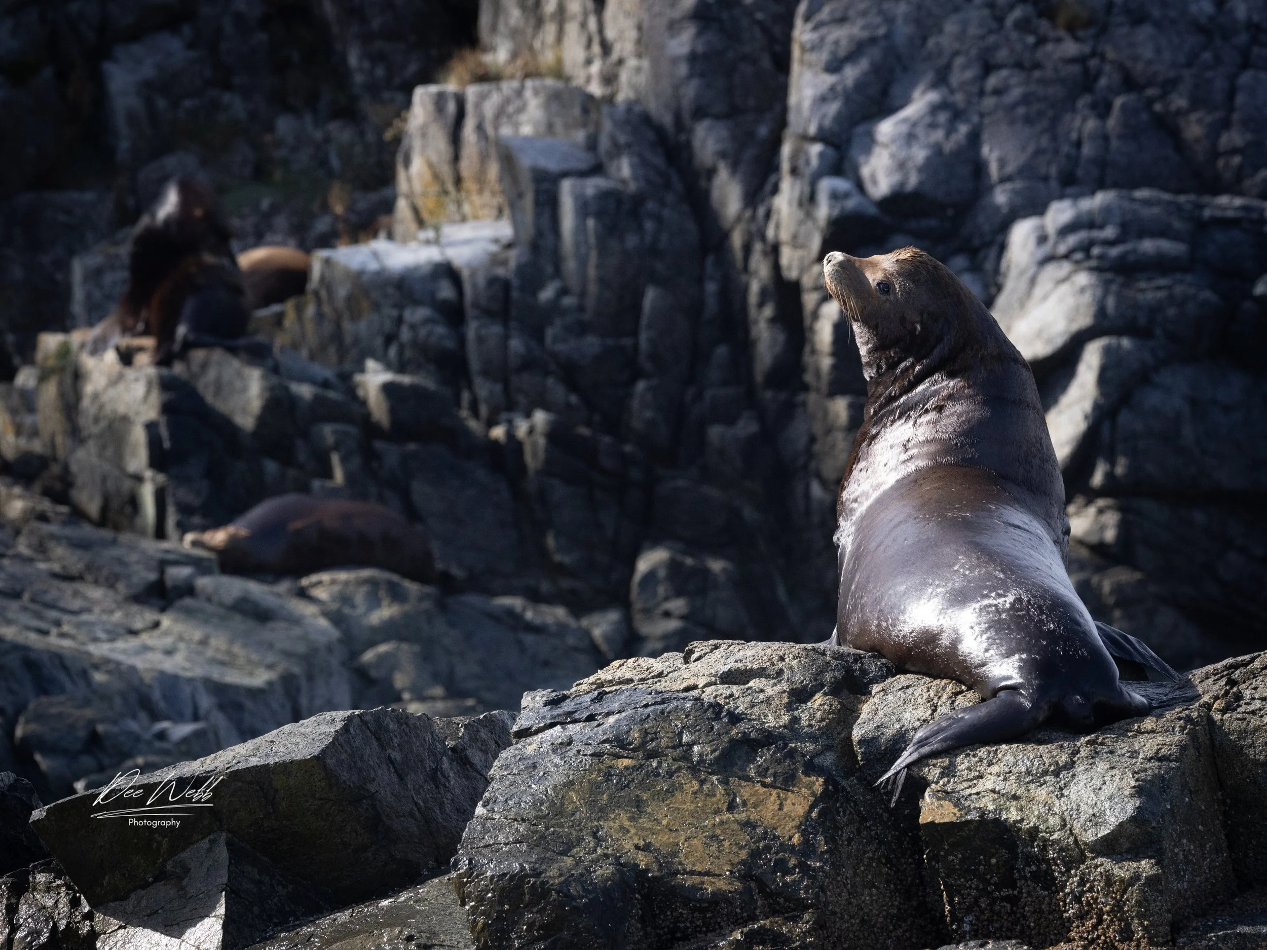 Bamfeild Seals 19.jpg