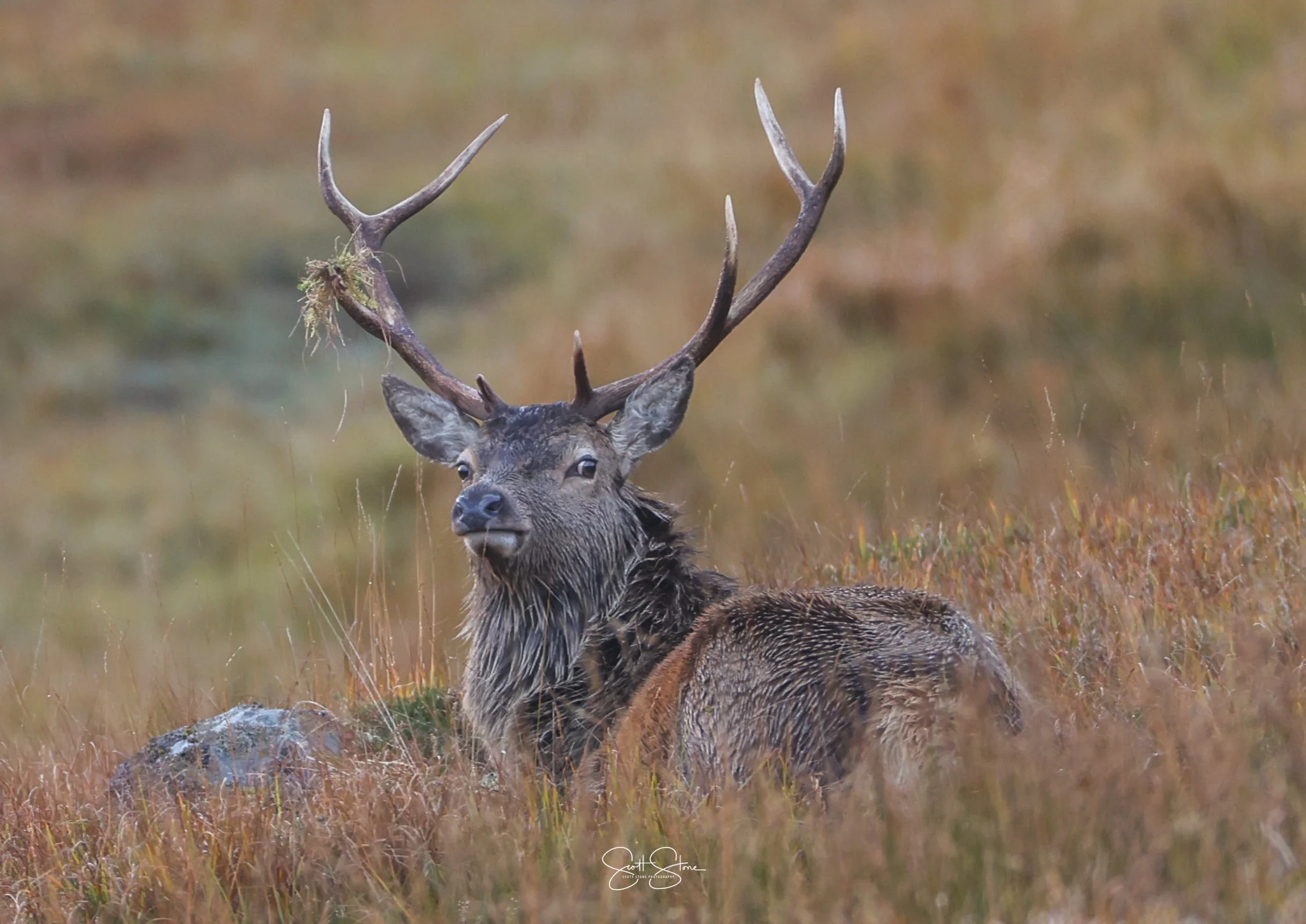 A deer with large antlers standing in a grassy field.