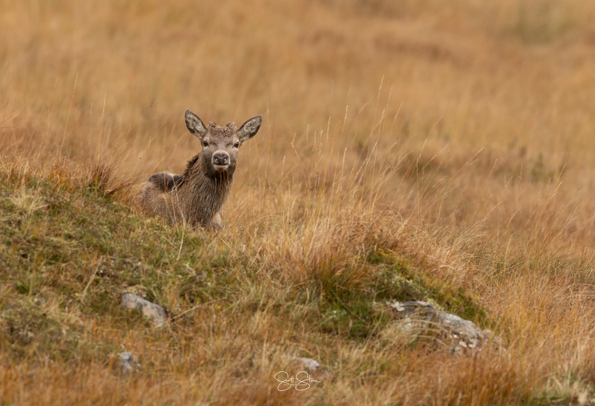 A young elk with a brown coat and large ears sitting in a grassy landscape with tall, golden grass.