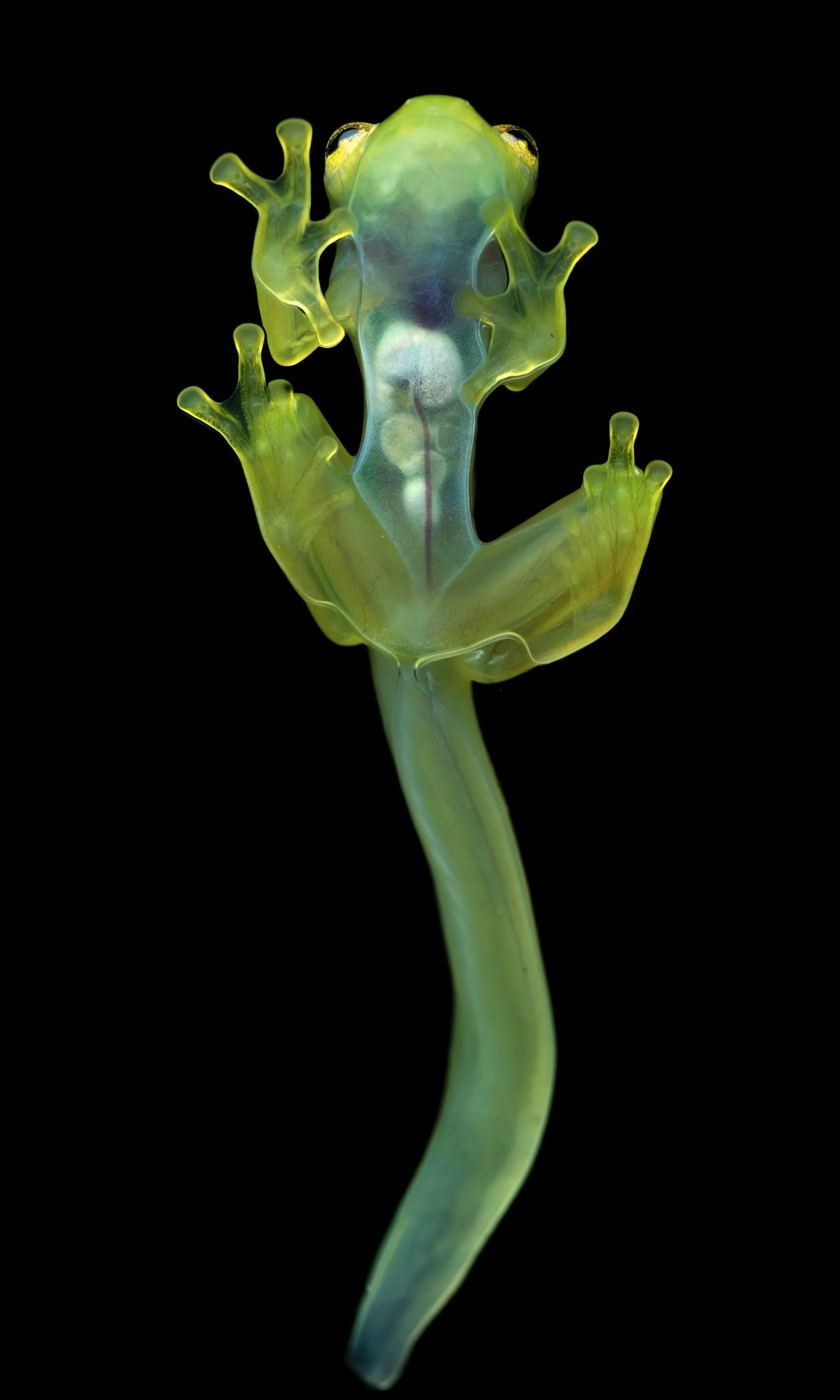 Close-up of a translucent green plant with a tall, thin stem and a cluster of finger-like projections at the top, all set against a black background.