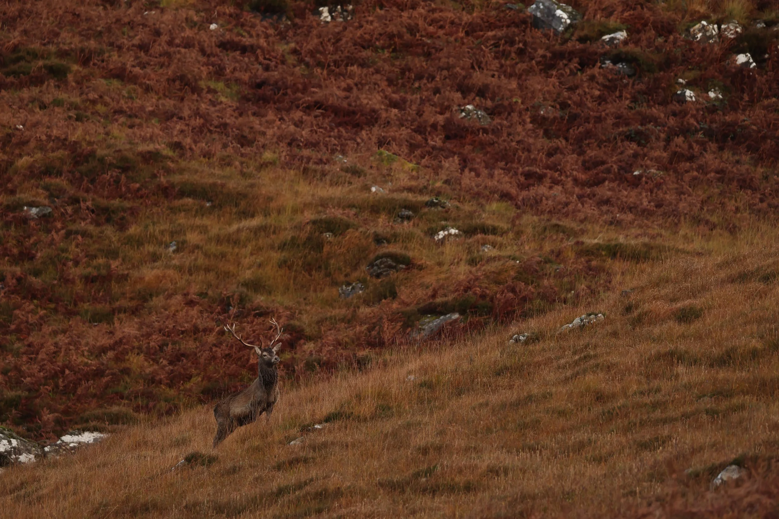 A lone stag with large antlers standing amidst a hillside covered in brown and green grass and shrubbery.