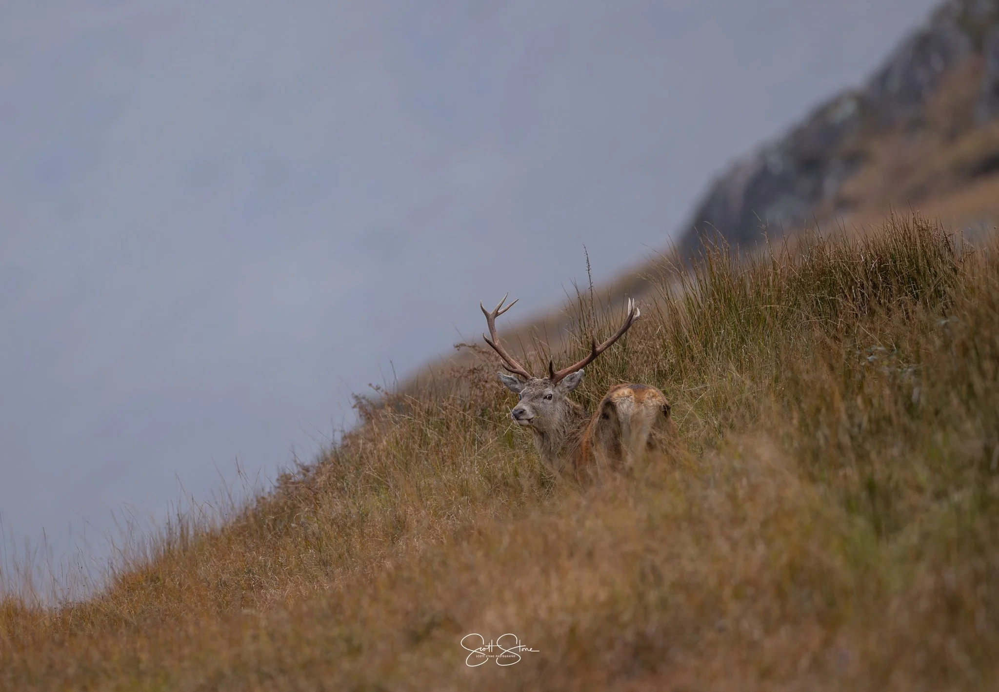 A majestic stag with large antlers resting in tall golden grass on a hillside with a mountain in the background.