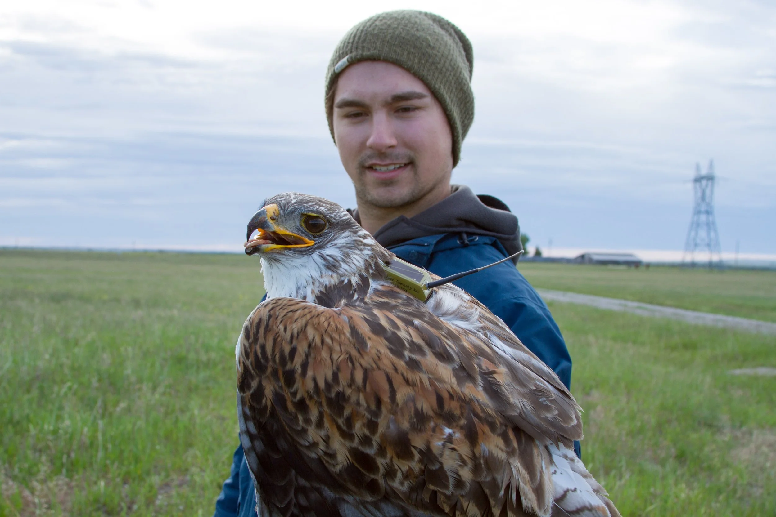 A man in a beanie and jacket holds a hawk outdoors in a grassy field on a cloudy day.