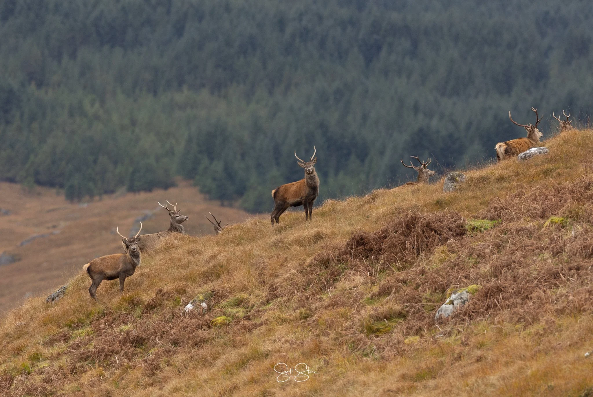 Six deer with antlers resting and standing on a hillside covered in brown grass, with a dense forest in the background.