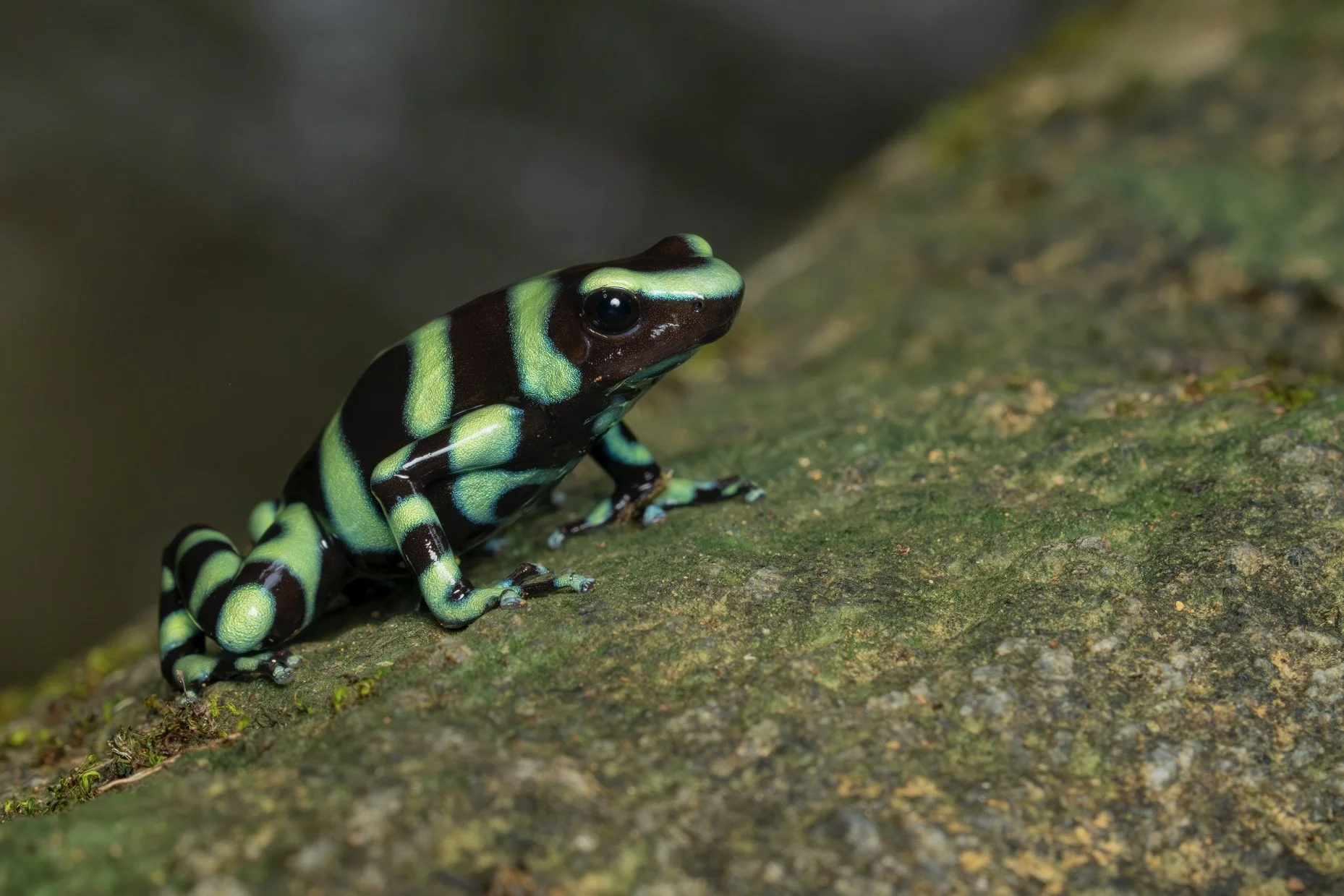 Colorful green and black poison dart frog on a mossy log.