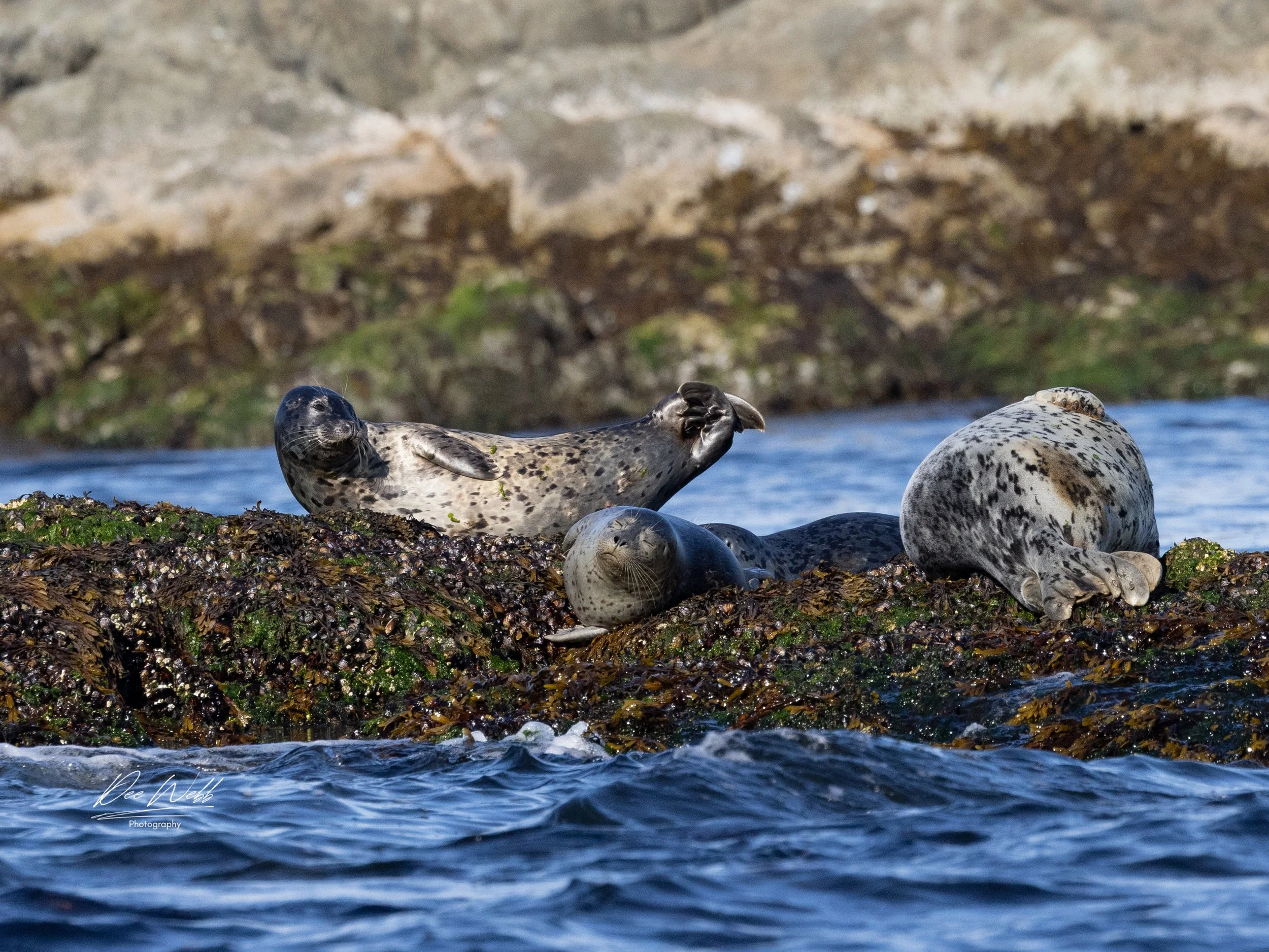 Bamfeild Starfish Seal 10.jpg