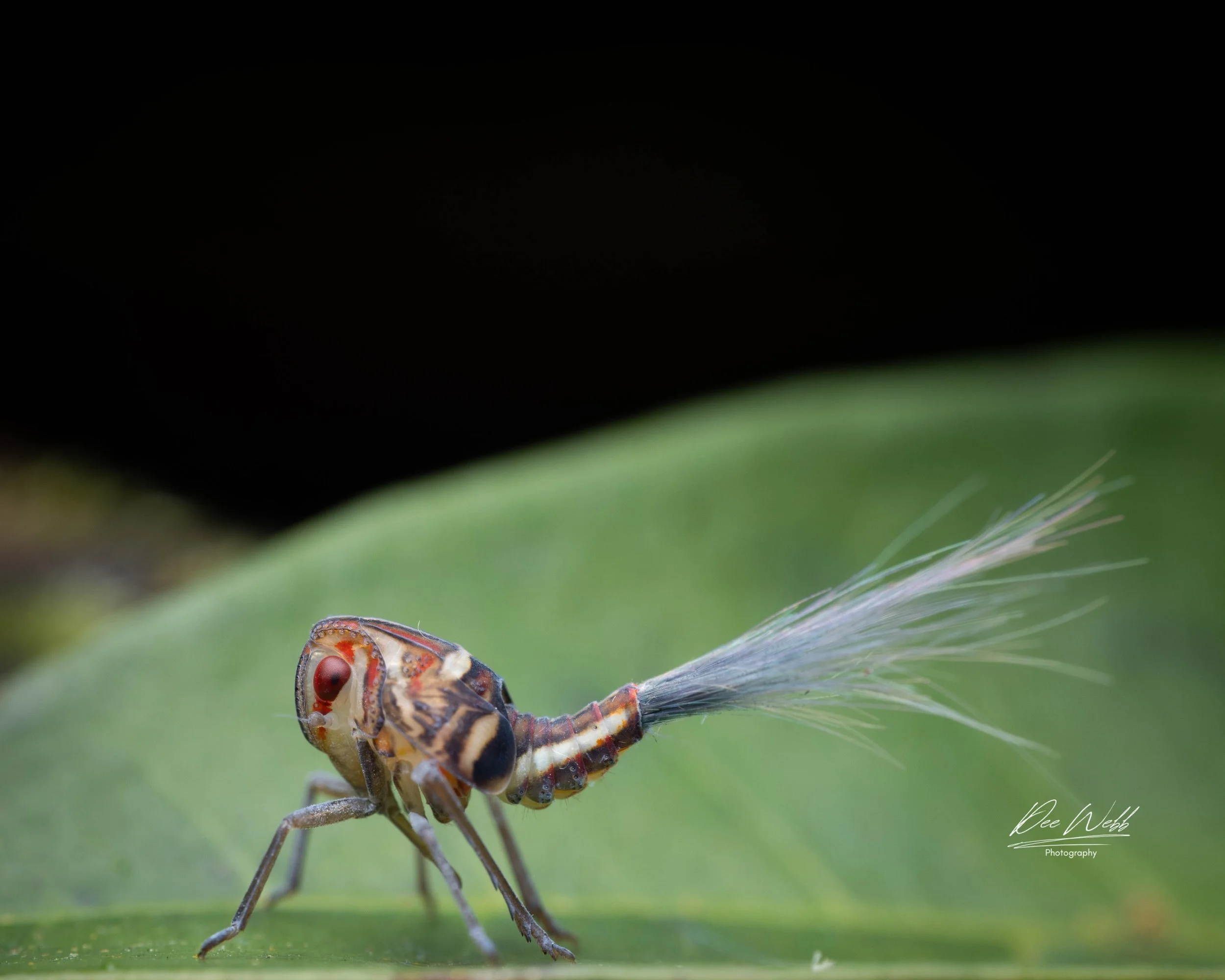 Close-up of a tiny insect with a feather on its tail perched on a green leaf.