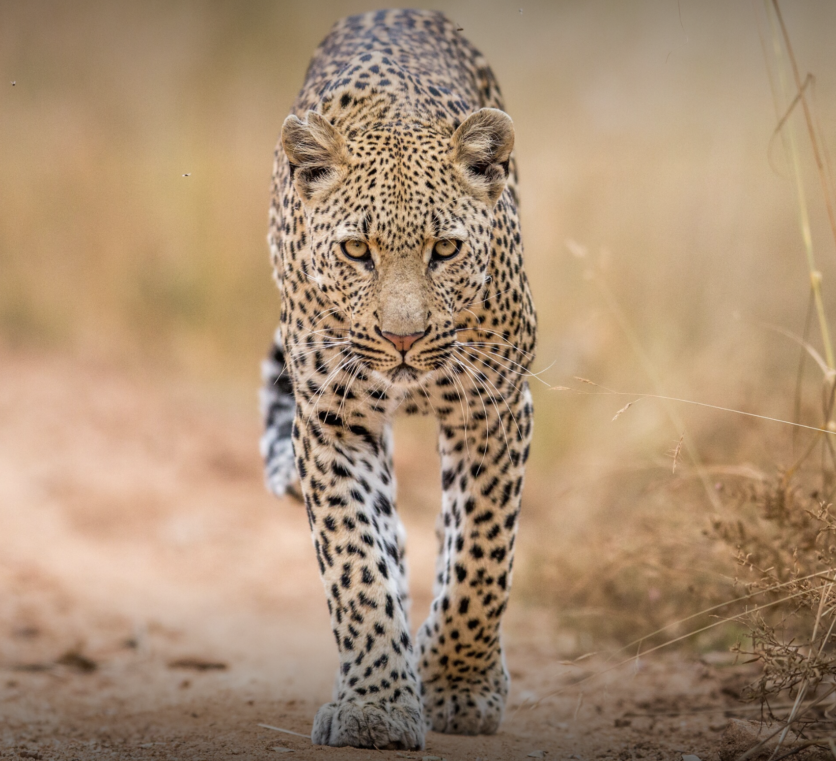 All Images Courtesy of Cameron Scott/Royal Ngala