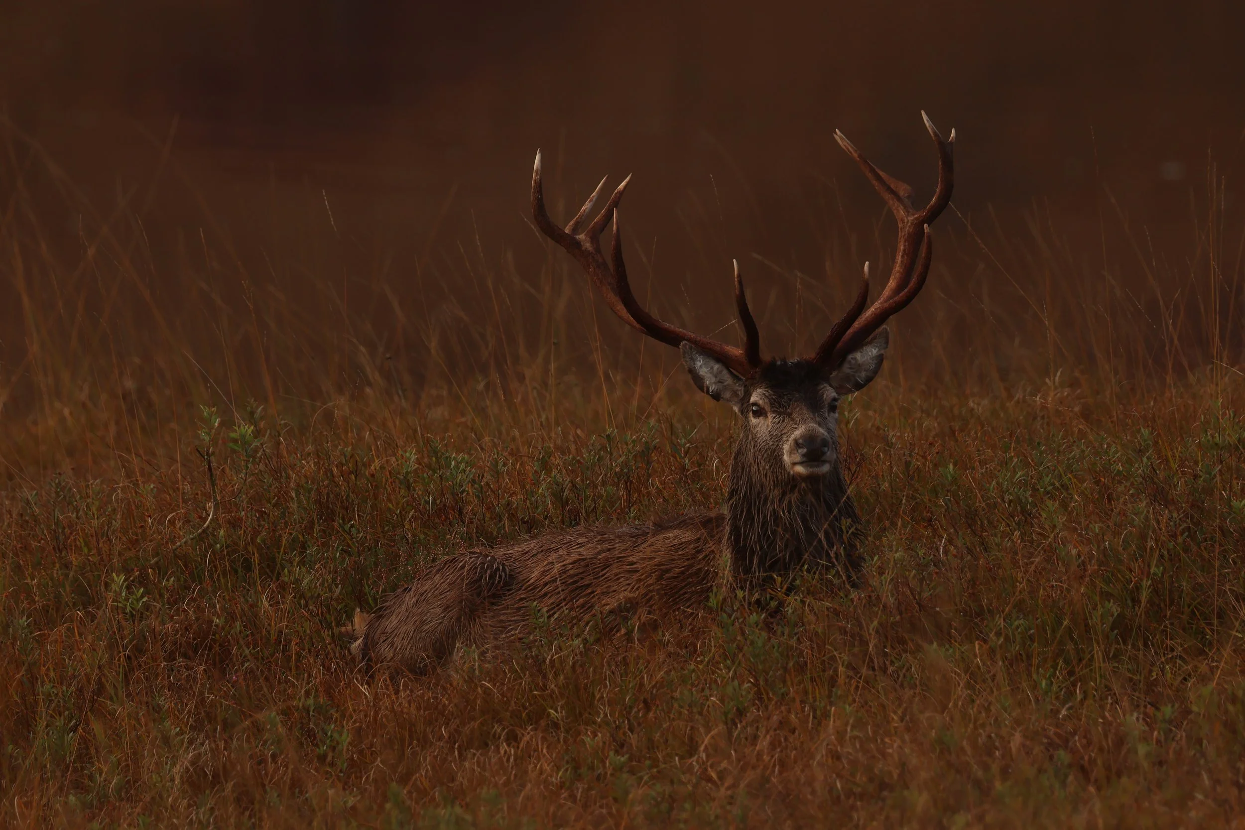 A majestic male elk with large antlers lying in tall grass in a forested area during dusk or dawn.