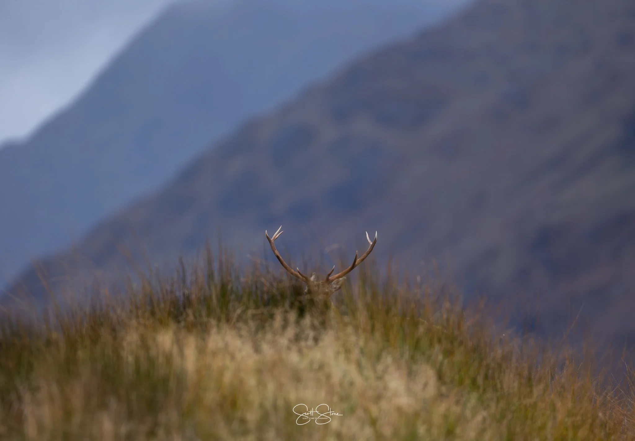 A deer with antlers standing among tall grass in front of a mountain landscape.