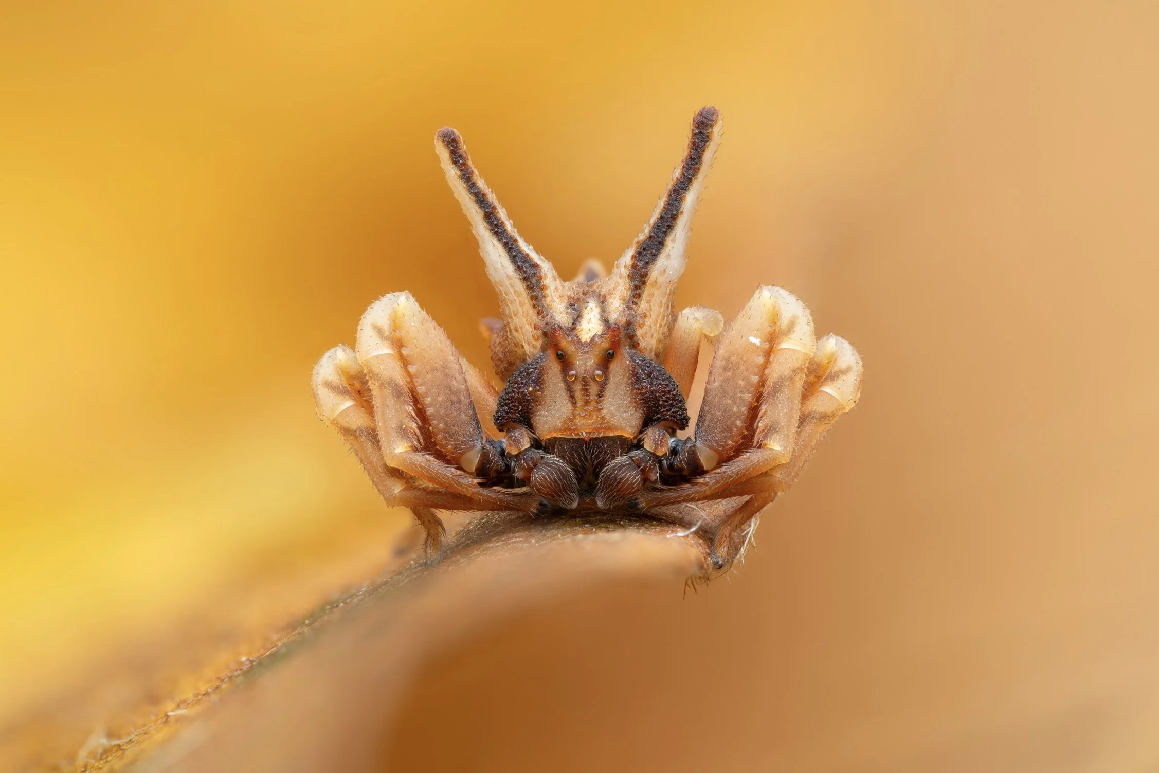 Close-up of a tiny insect with antennae, resting on a leaf with a yellow-orange background.
