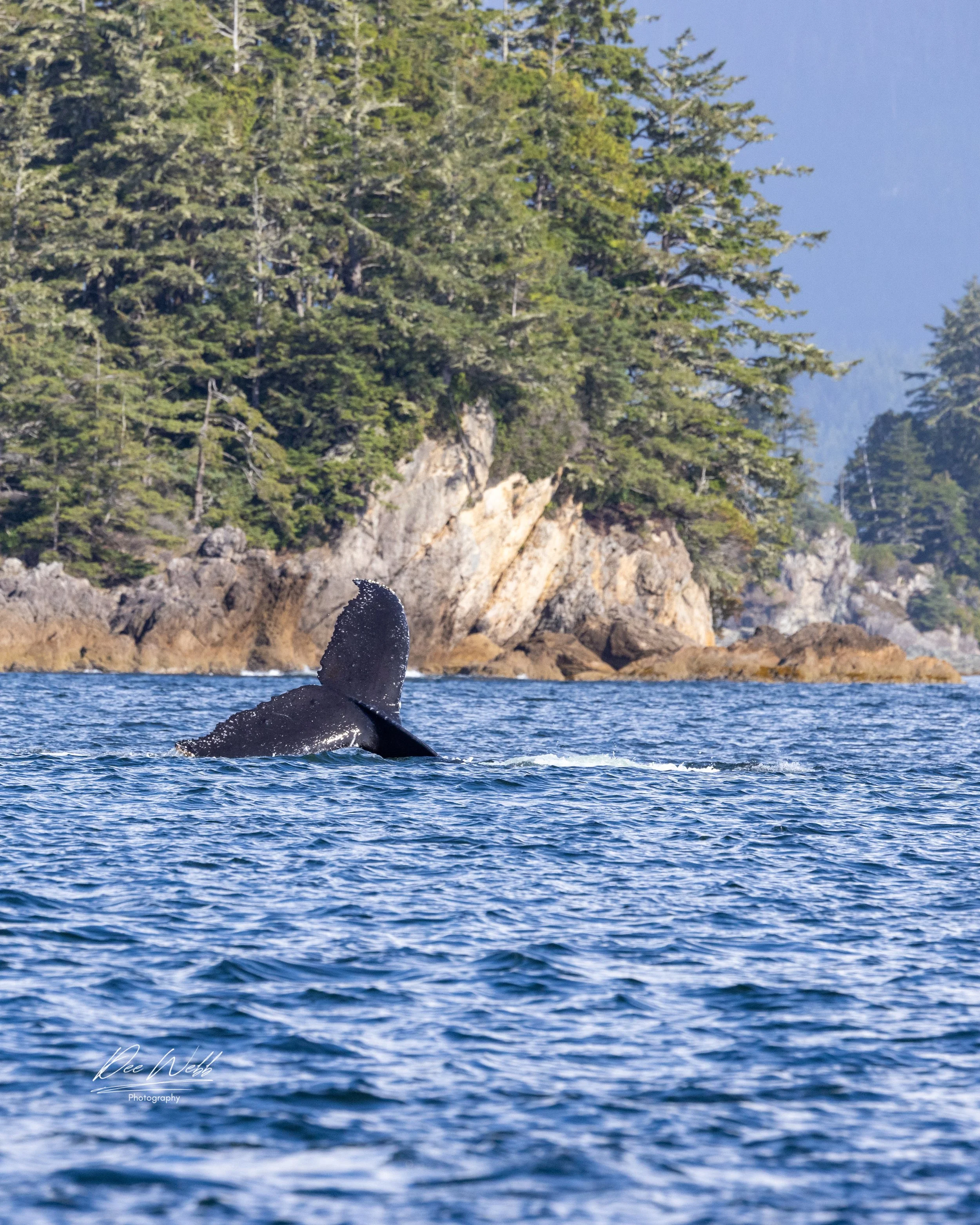 Bamfeild Whale 1.jpg