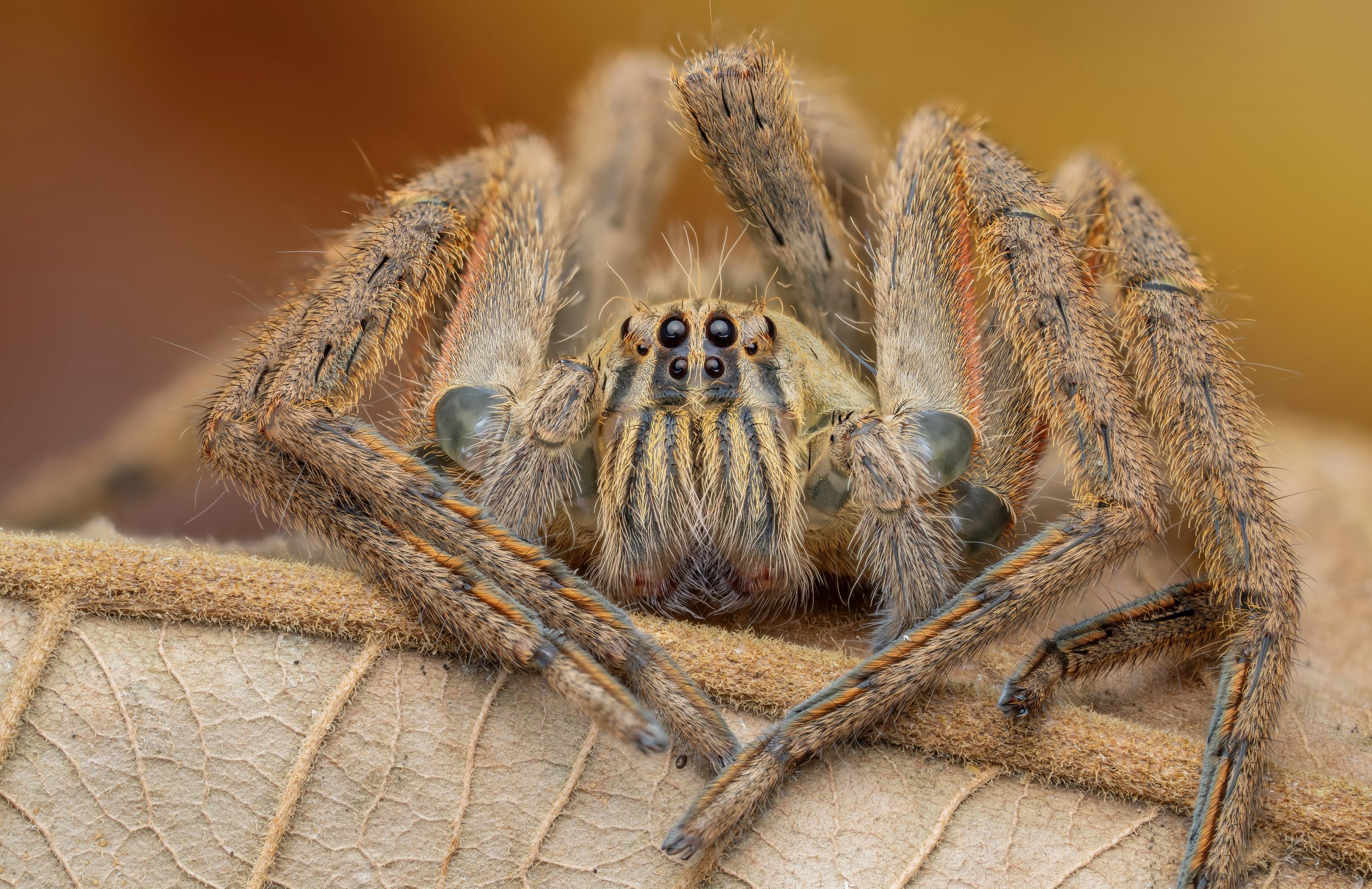 Close-up of a jumping spider on a leaf, showing detailed eyes, furry body, and legs.