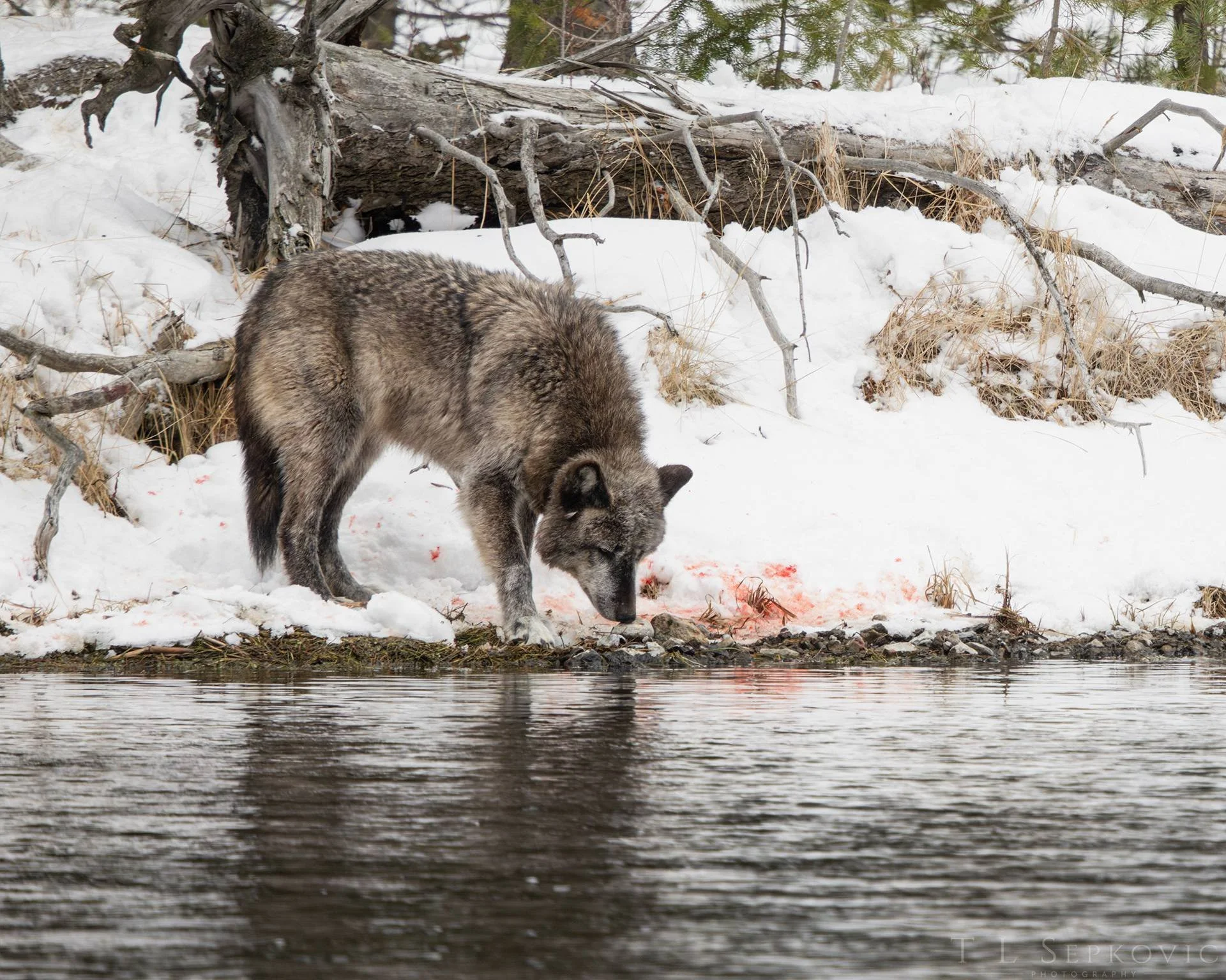 yellowstone wolf 2.jpg