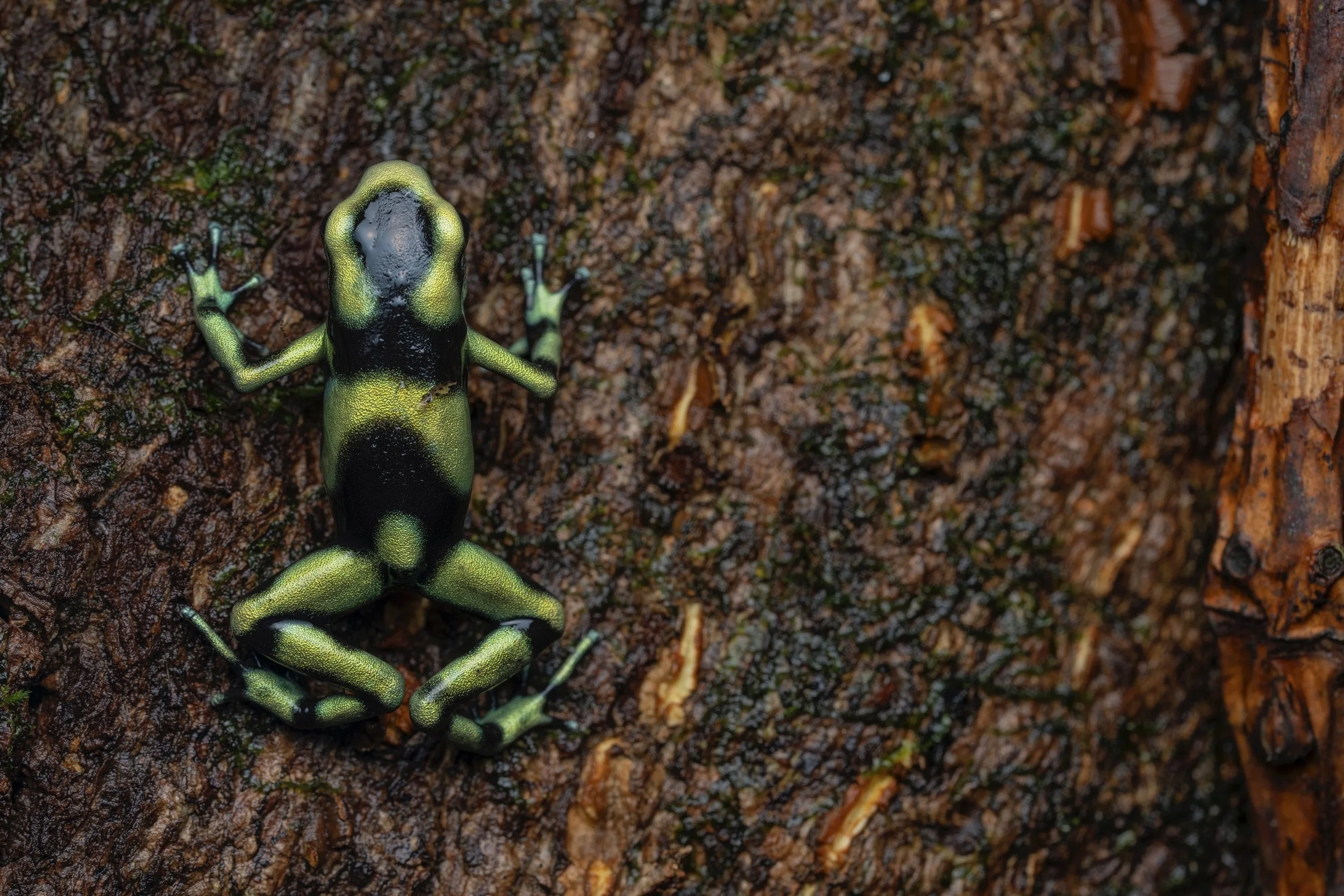 Green and black poison dart frog on tree bark, close-up view.