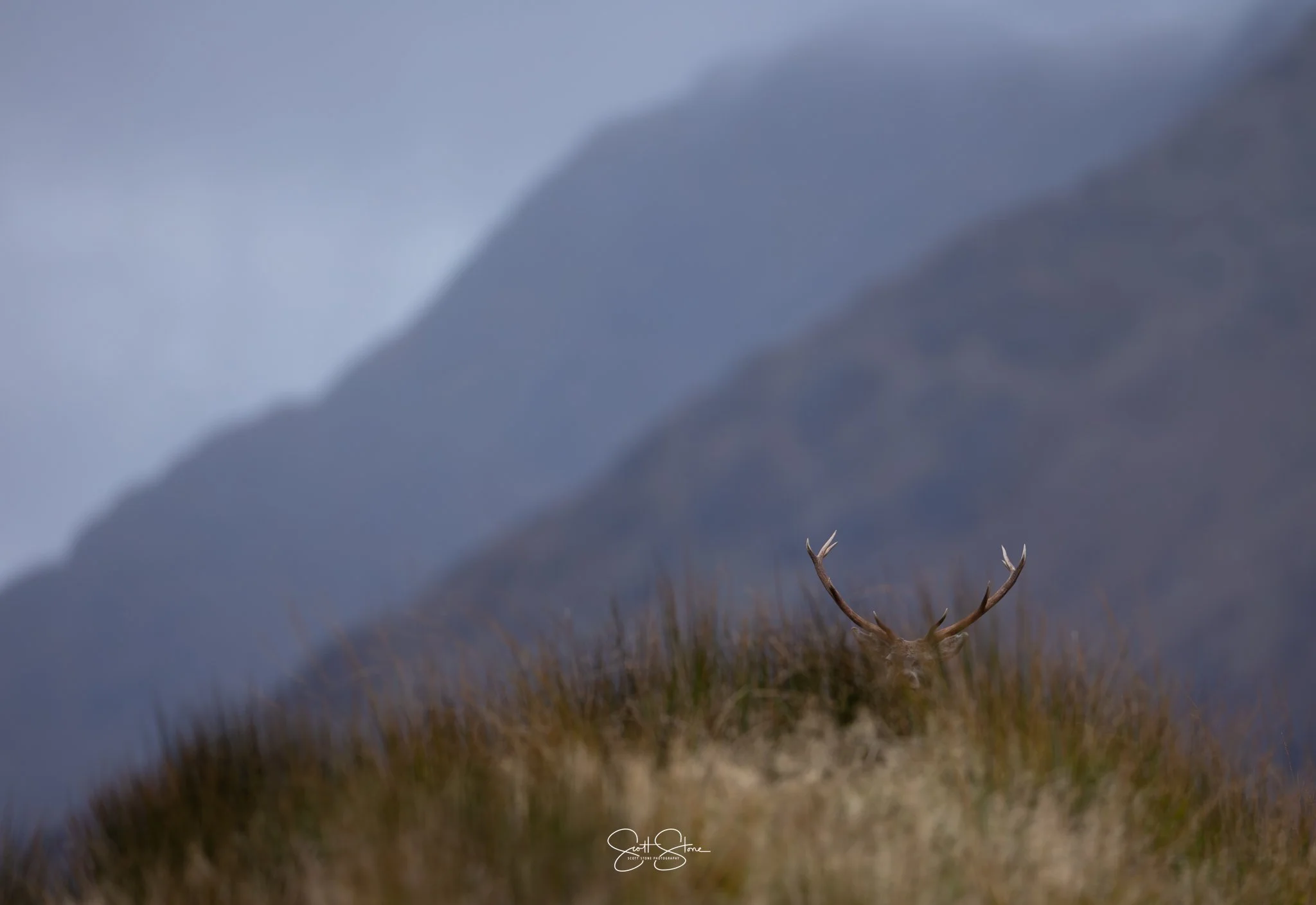 A deer with antlers standing on grass in the foreground with mountains in the background under a cloudy sky.