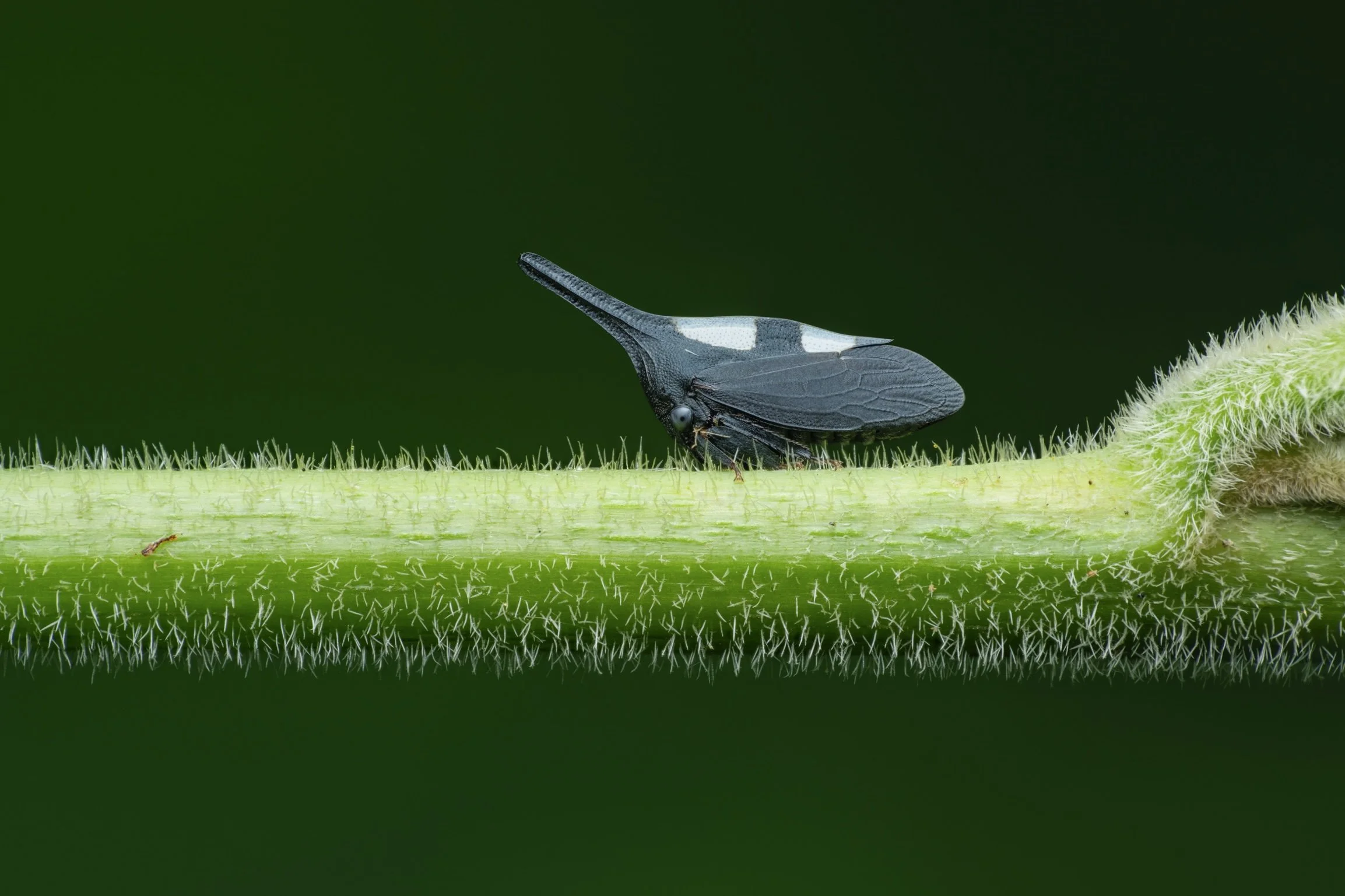 A close-up of a black and white insect with a long snout, perched on a green, fuzzy stem against a dark green background.