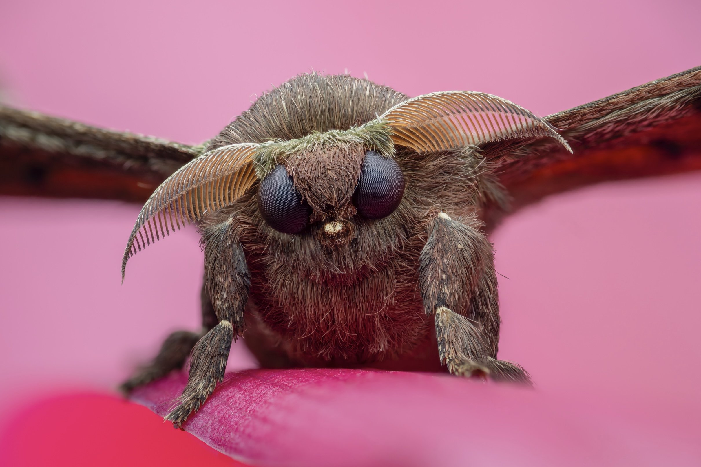 Close-up of a moth with detailed antennae and large compound eyes, resting on a pink surface with a pink background.