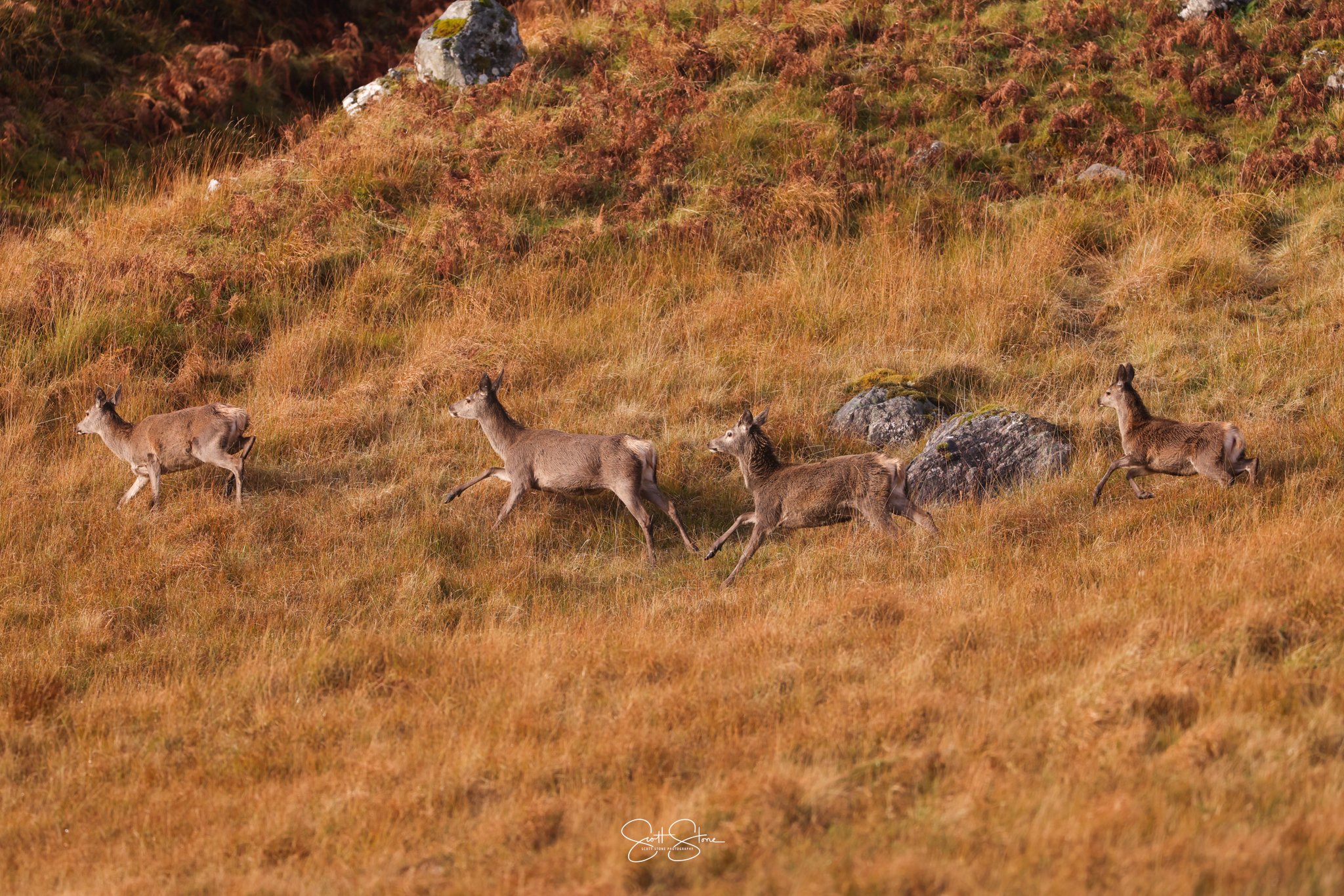 Four deer running through a grassy field with rocks and hills in the background during autumn.