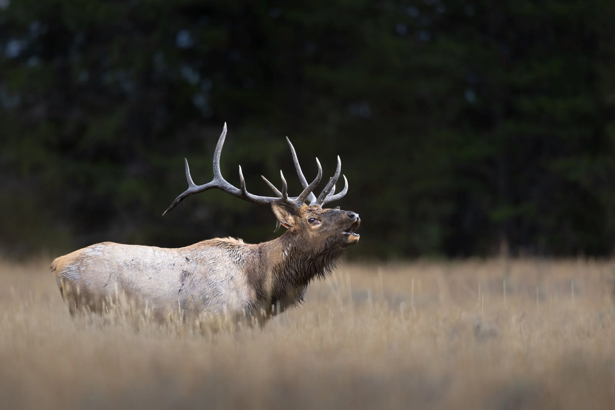 Grand Teton National Park - October 7-11, 2026
