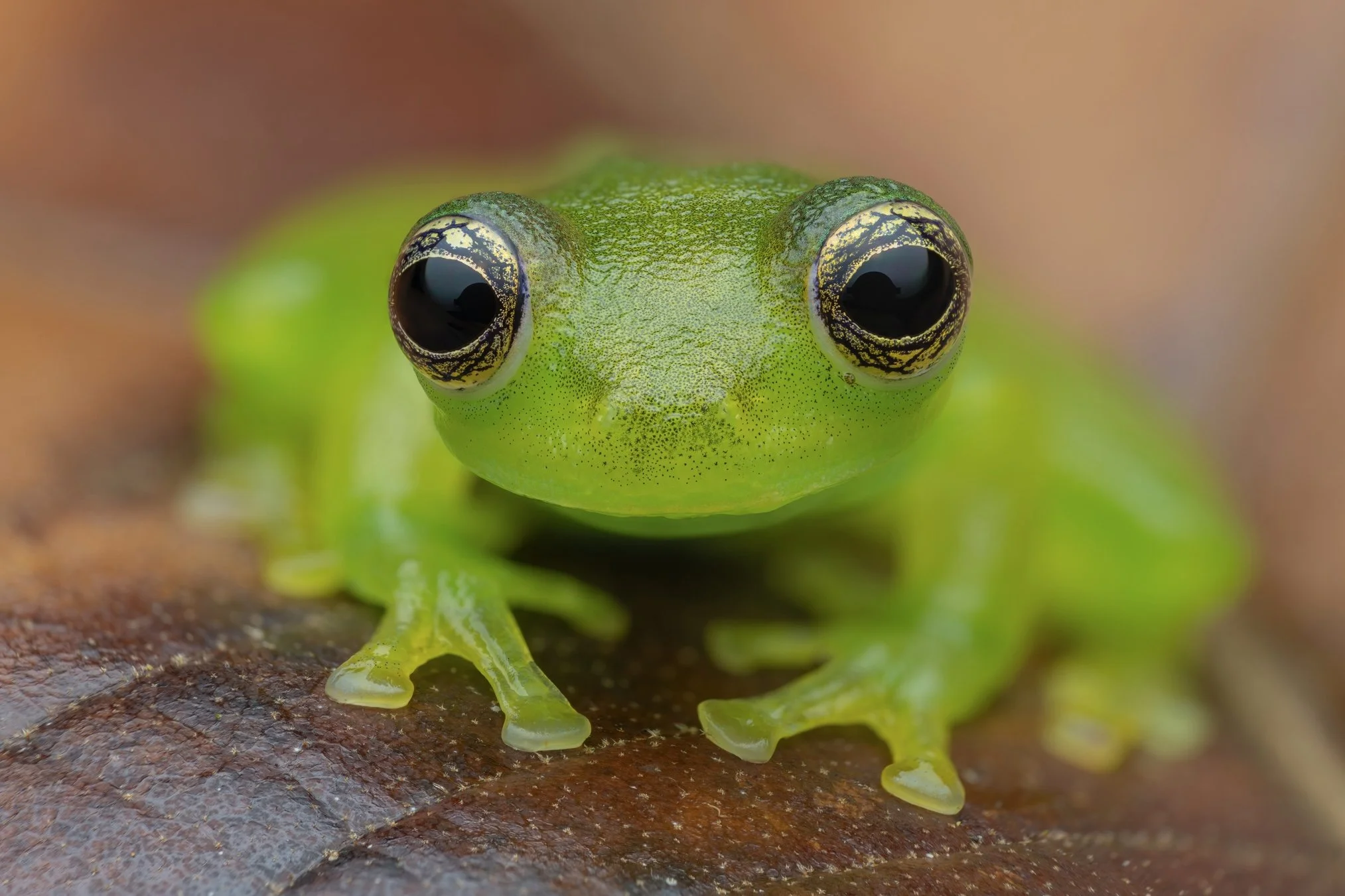Close-up of a bright green frog with large, dark eyes, sitting on a brown leaf.