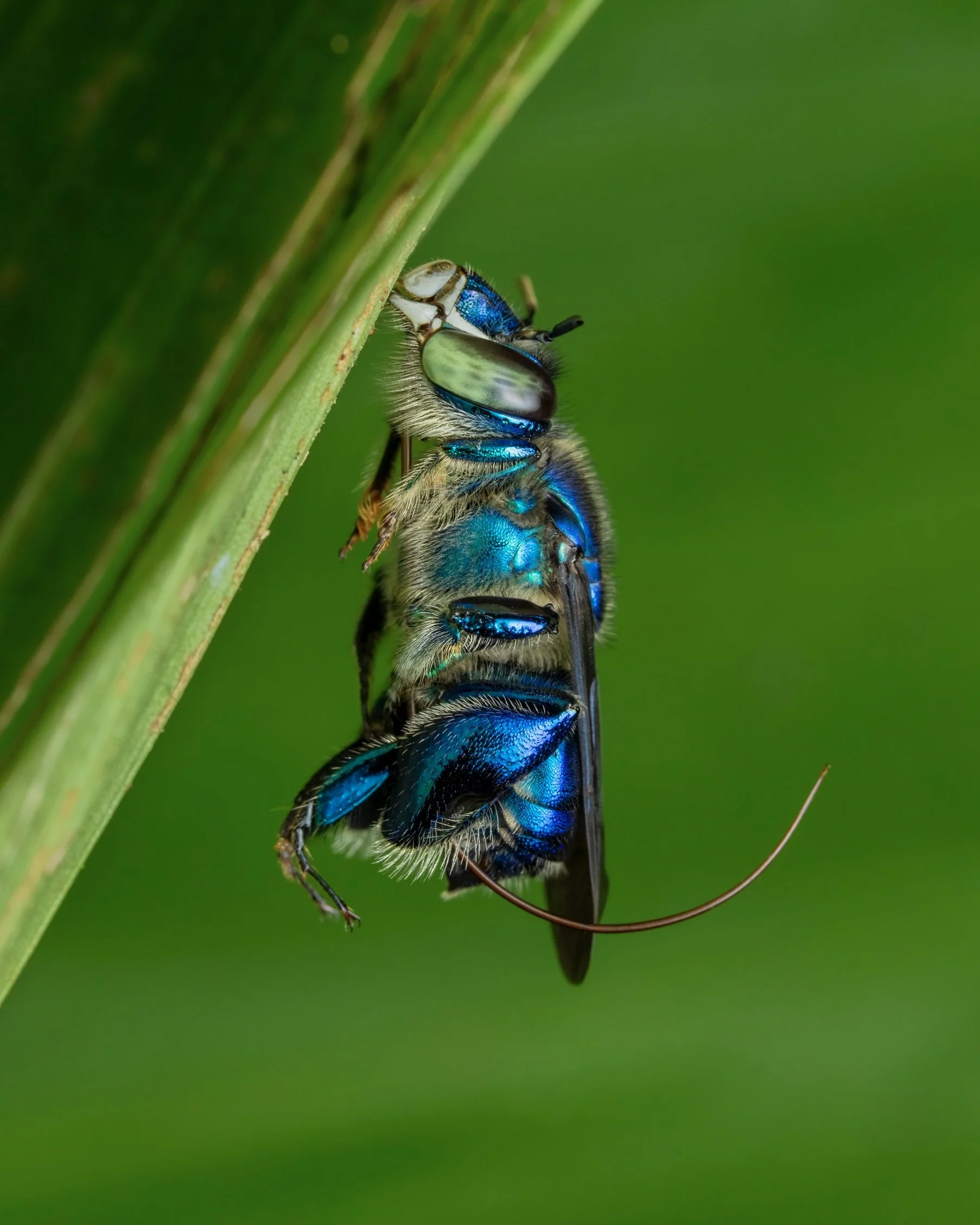 Close-up of a blue and black bee perched on a green plant stem, with a green blurred background.