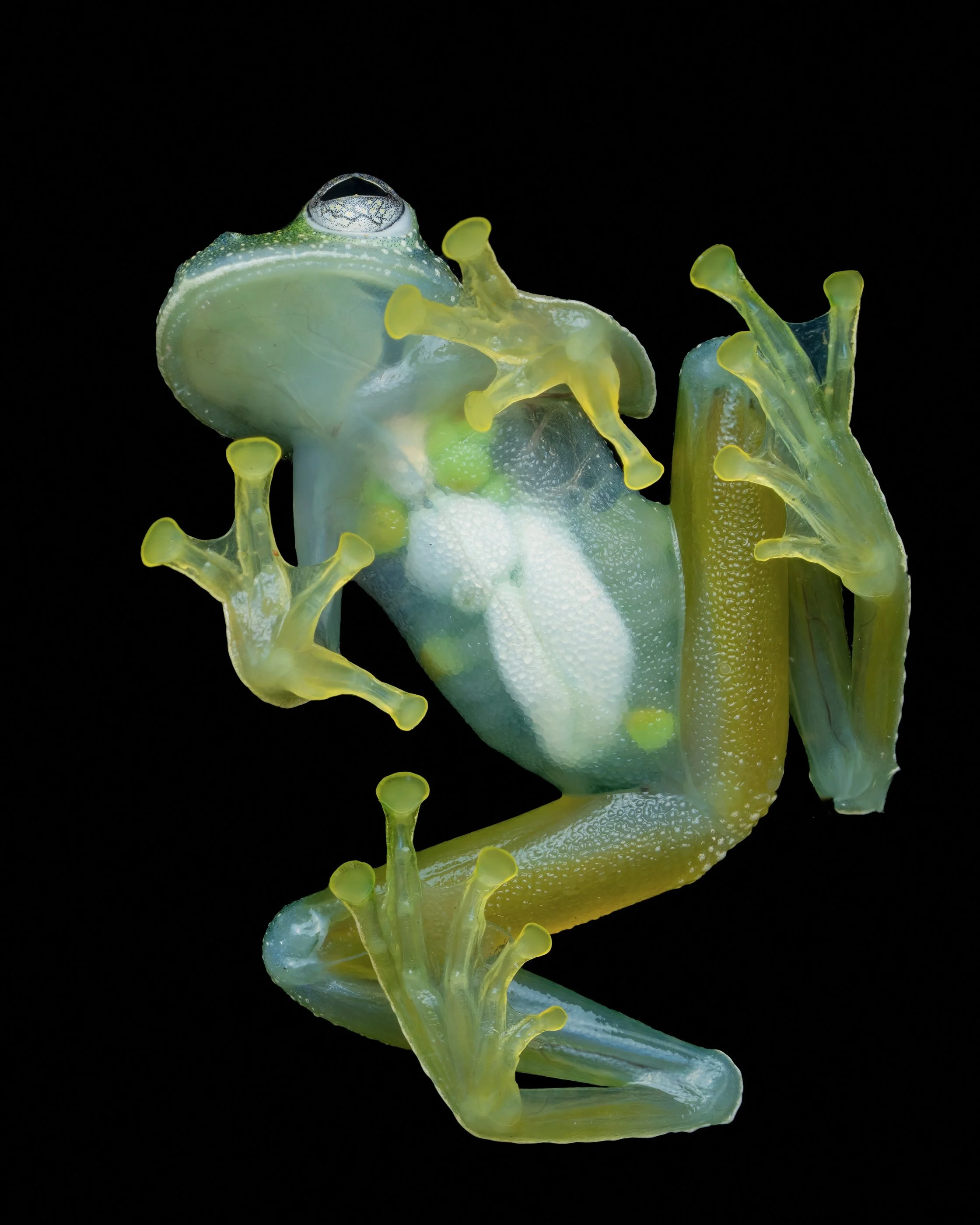 A close-up photograph of a transparent glass frog with yellow hues and detailed textures, set against a black background.