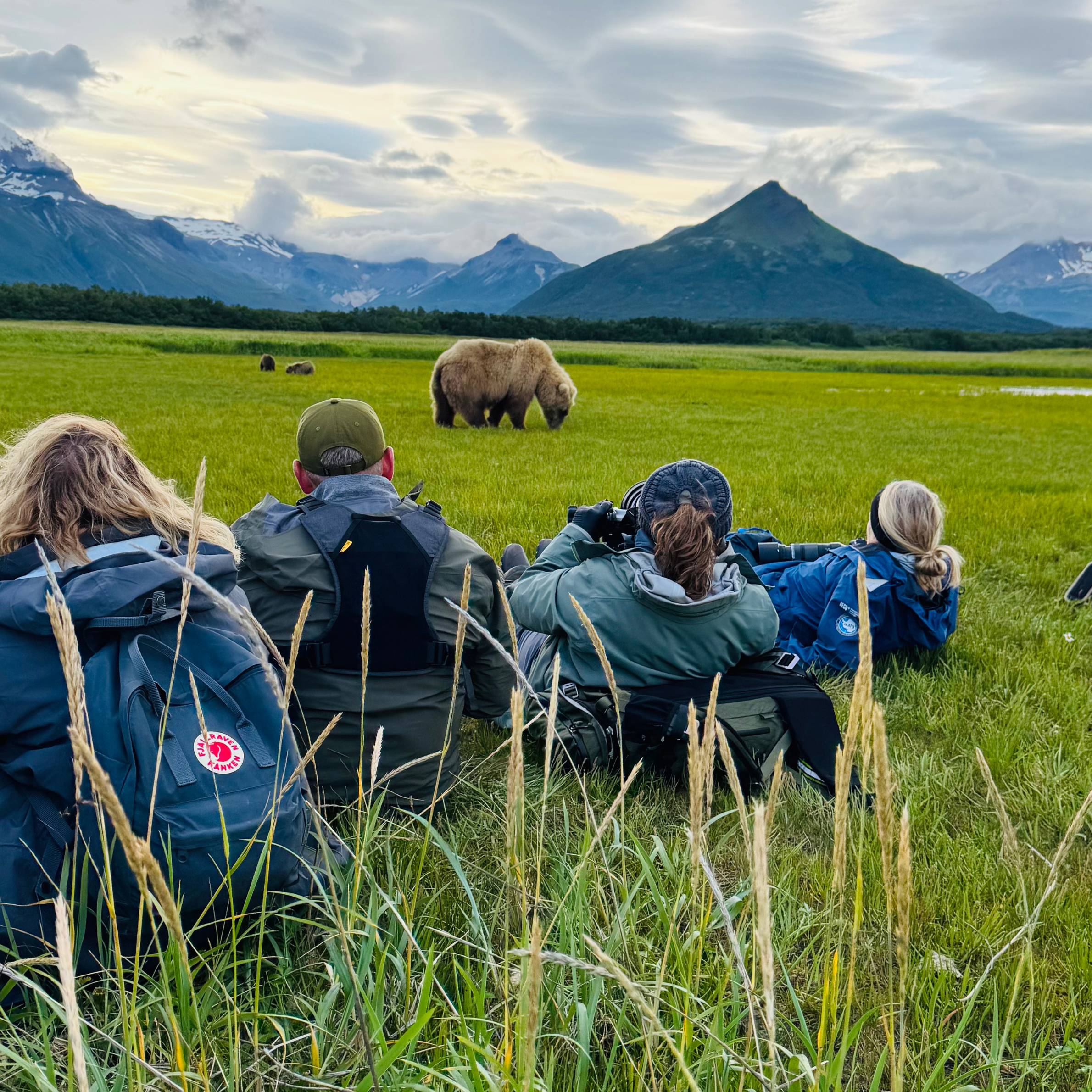 Four photographers sitting in a grassy meadow photographing a wild Alaskan brown bear, with cubs visible in the background.