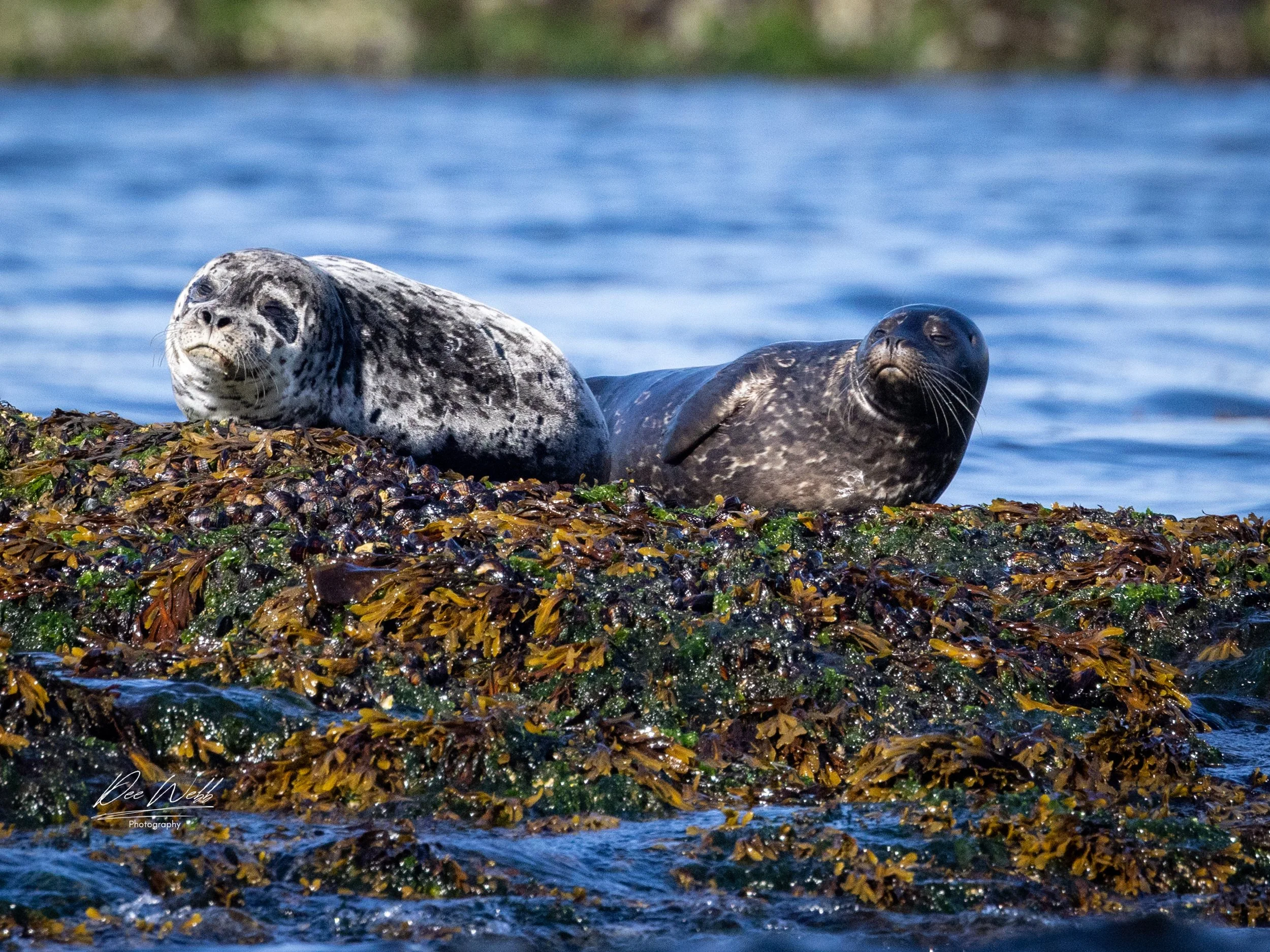 Bamfeild Starfish Seal 11.jpg
