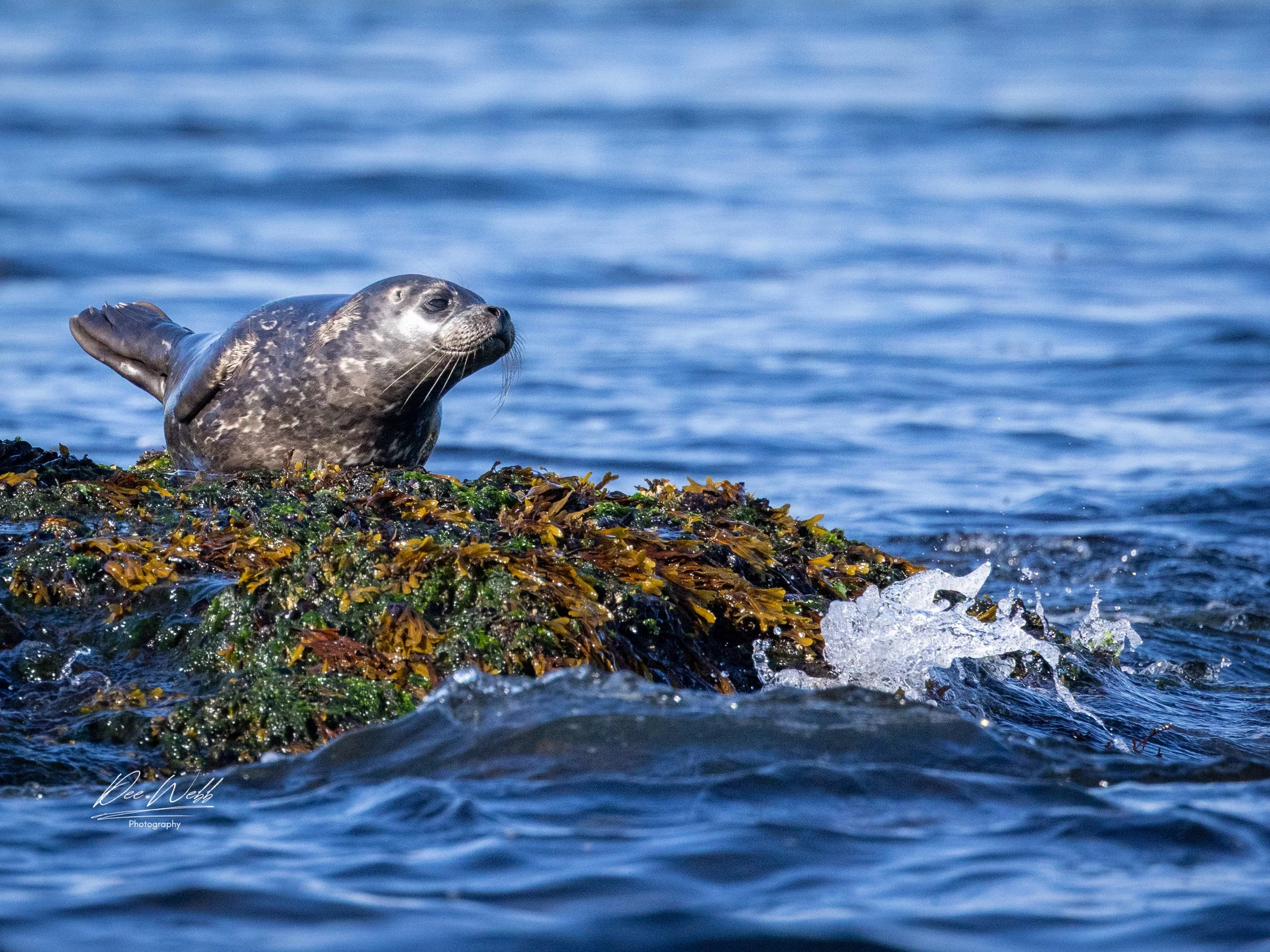 Bamfeild Starfish Seal 12.jpg