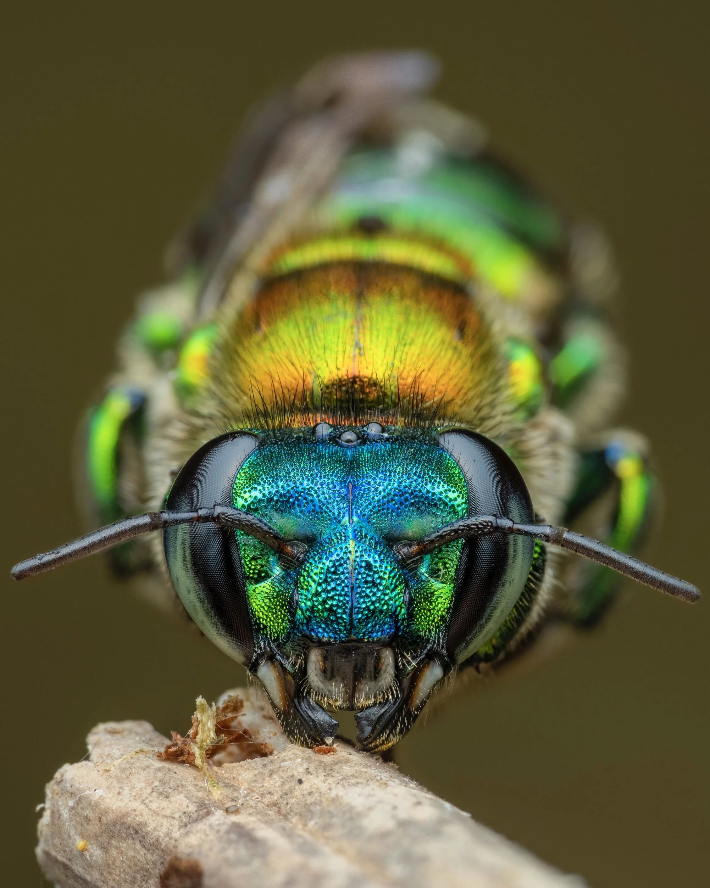 Close-up of a metallic green and blue colorful fly perched on a piece of wood.