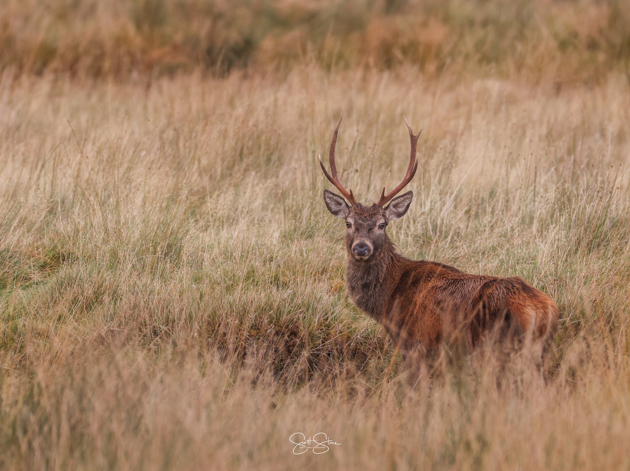 A deer with large antlers standing in a field of tall, golden grass.