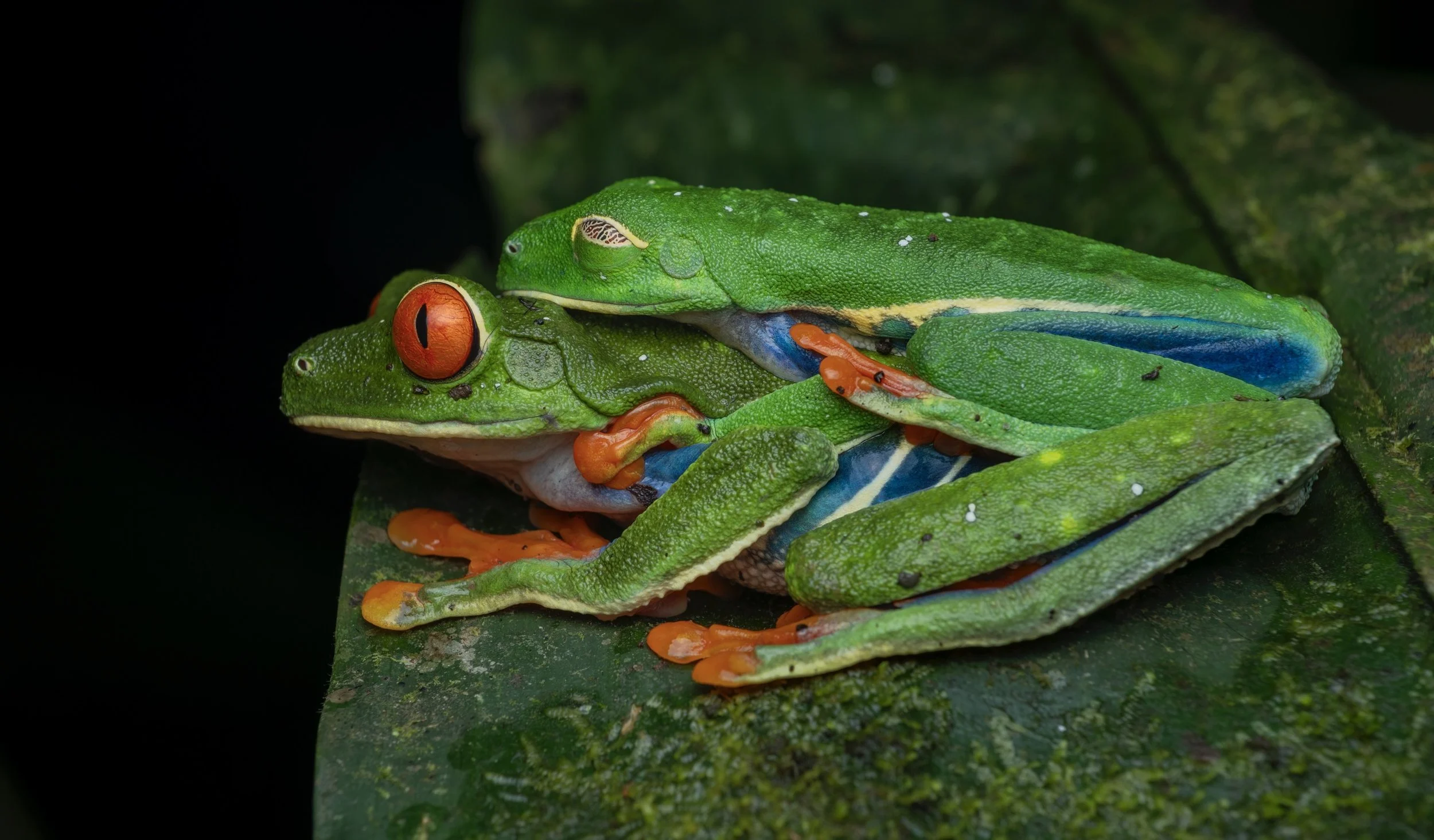 A vibrant green frog with bright red eyes and orange toes resting on a leaf with another frog on its back.