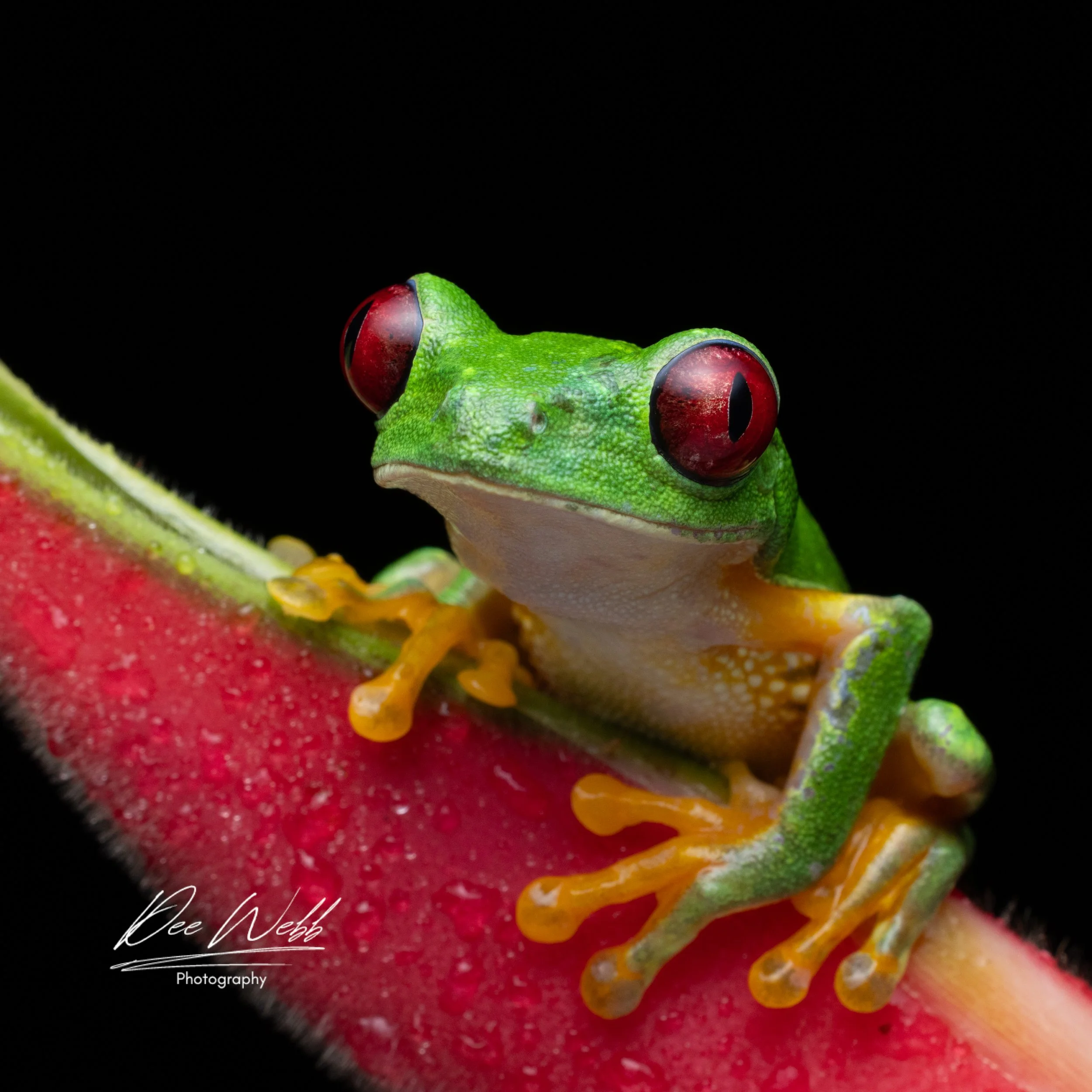 A close-up of a green tree frog with red eyes perched on a slice of watermelon against a black background.