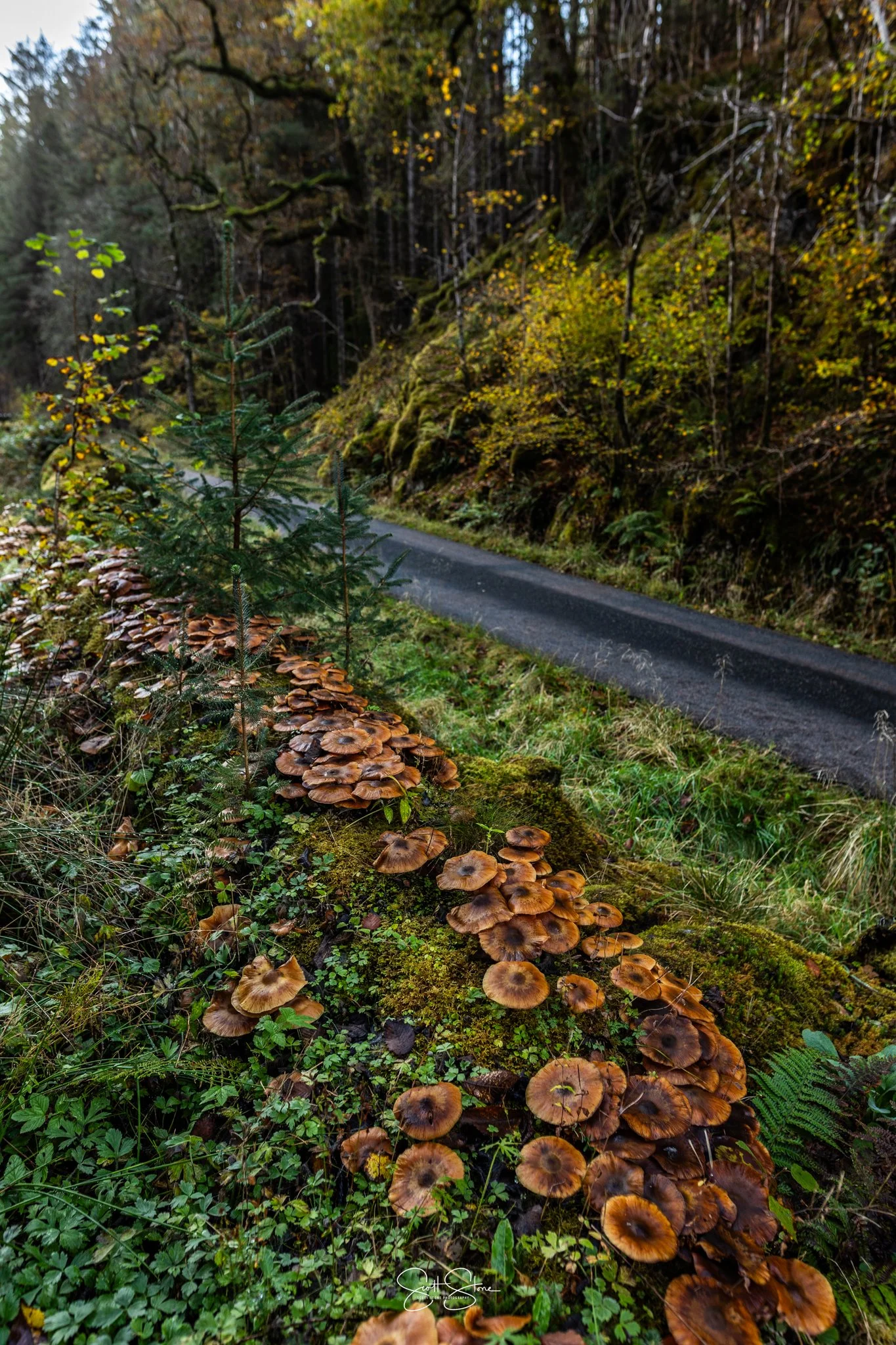 A forest scene with a narrow paved road running through it. In the foreground, a fallen log covered with brown mushrooms, moss, and small green plants. Tall trees with green and yellow leaves surround the scene, indicating an autumn setting.