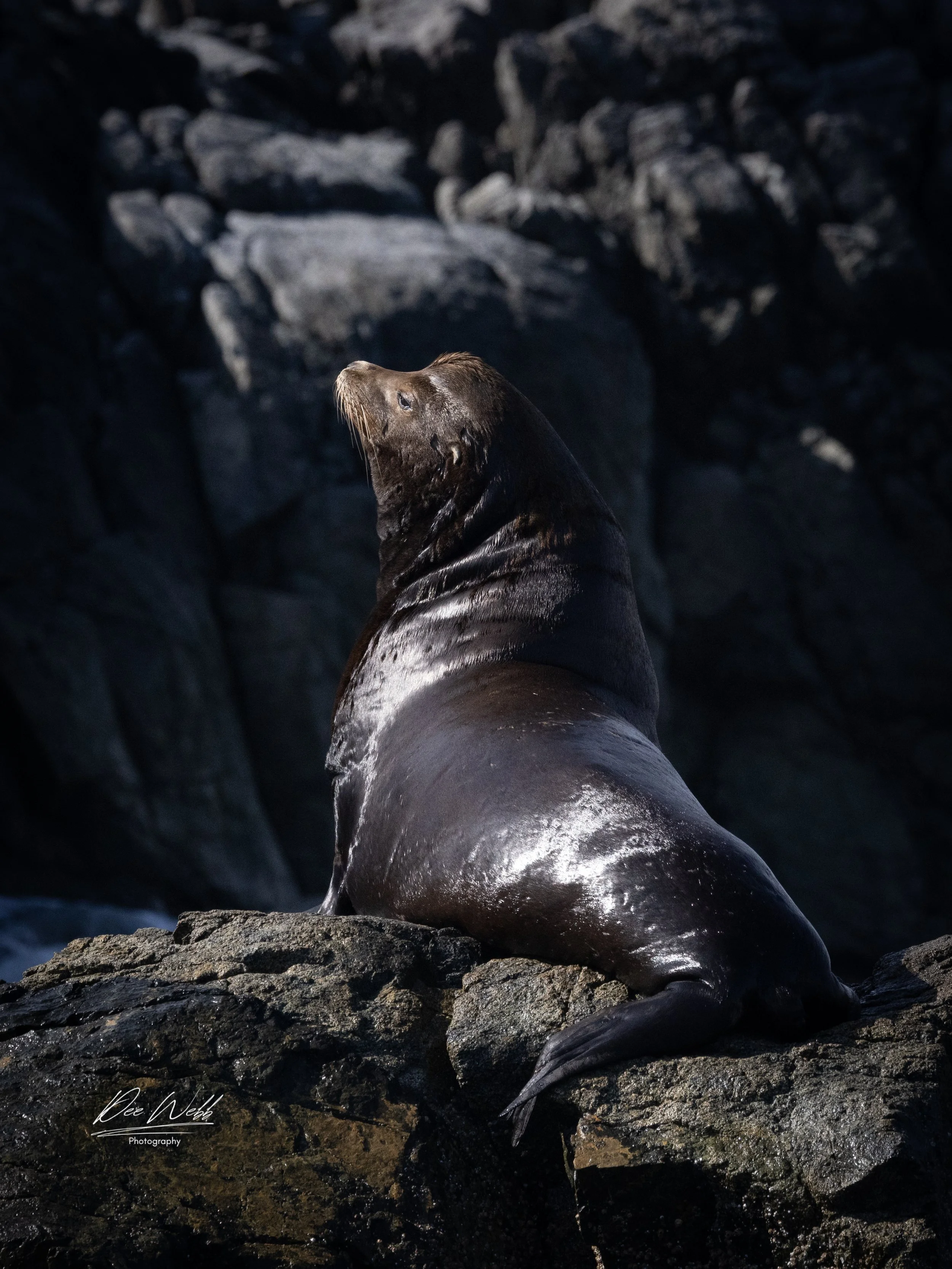 Bamfeild Seals 16.jpg