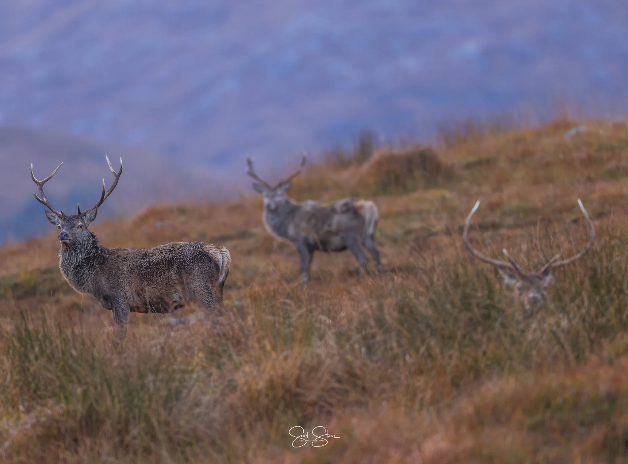 Three deer grazing on a grassy hillside with a blurred background of a mountain and sky.
