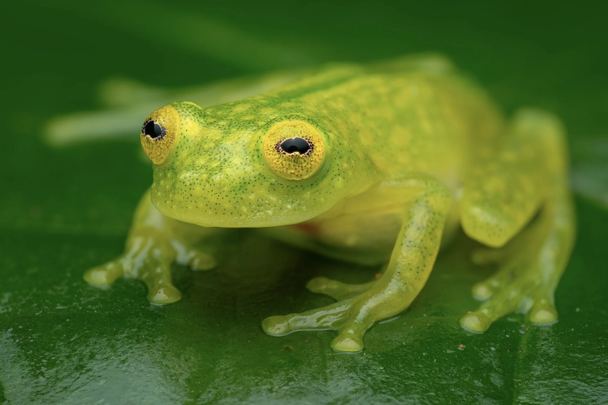 Close-up of a green tree frog with yellow eyes on a green leaf.