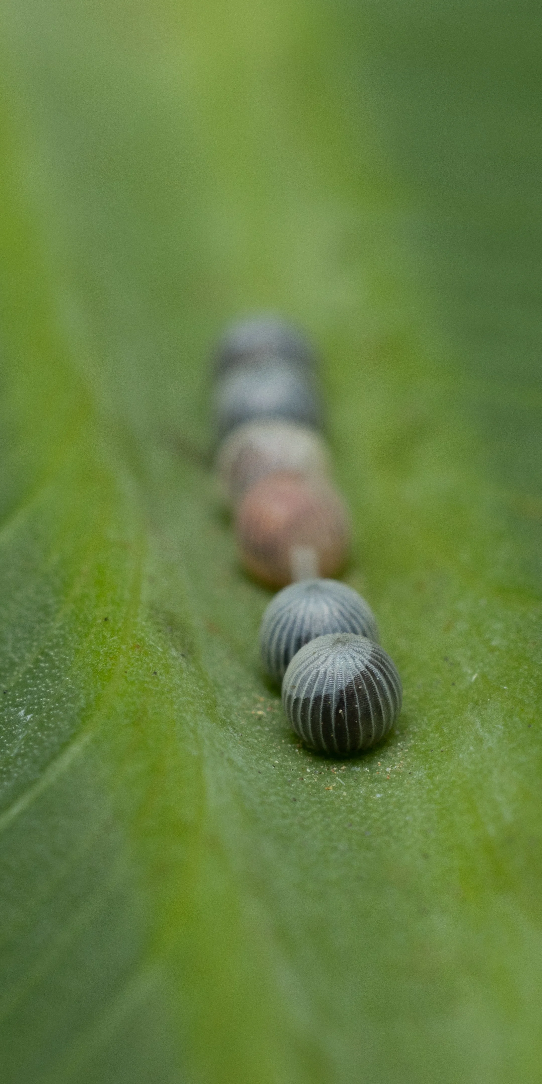 Close-up of a green leaf with black and white caterpillars aligned on it.