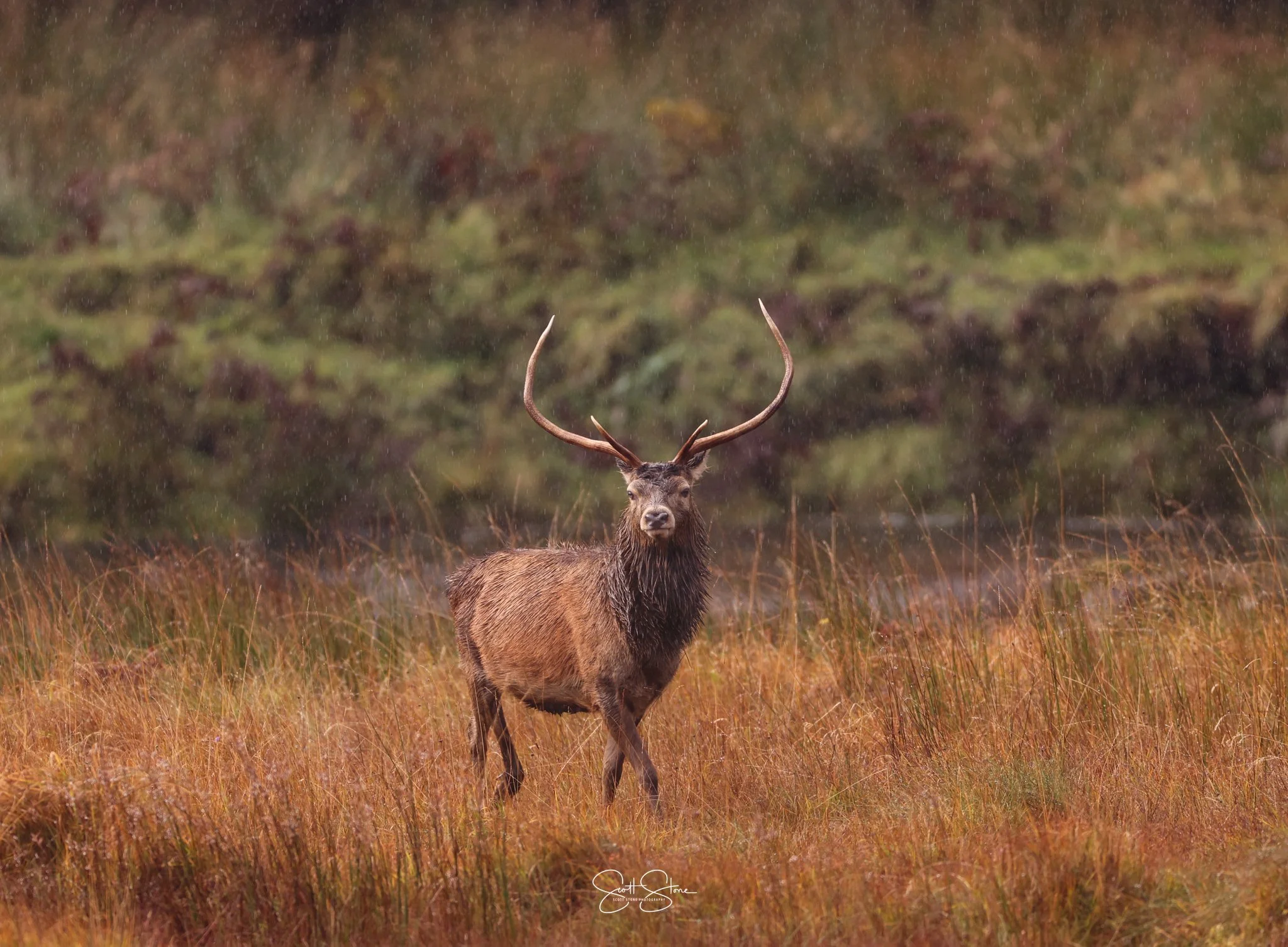 A majestic moose standing in a grassy field with a blurred forest background.