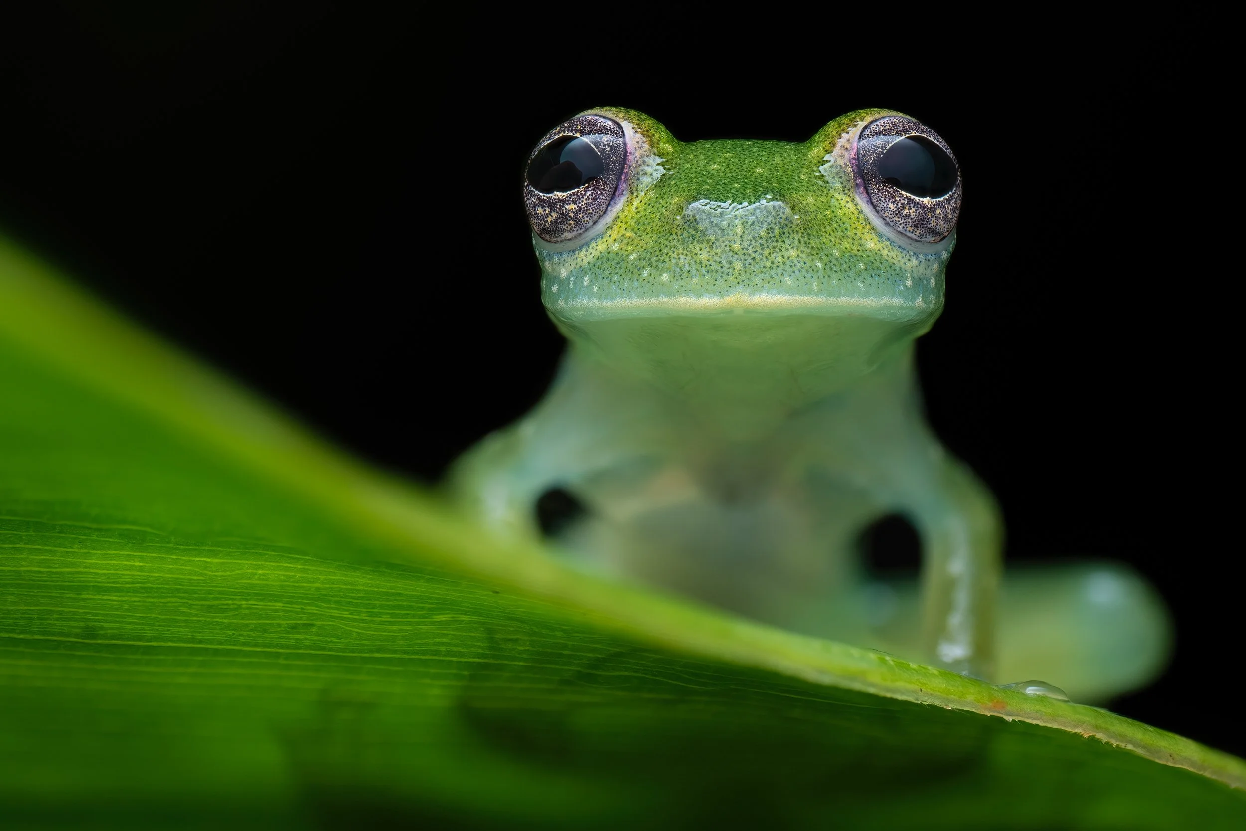 Glasfrosch.jpg