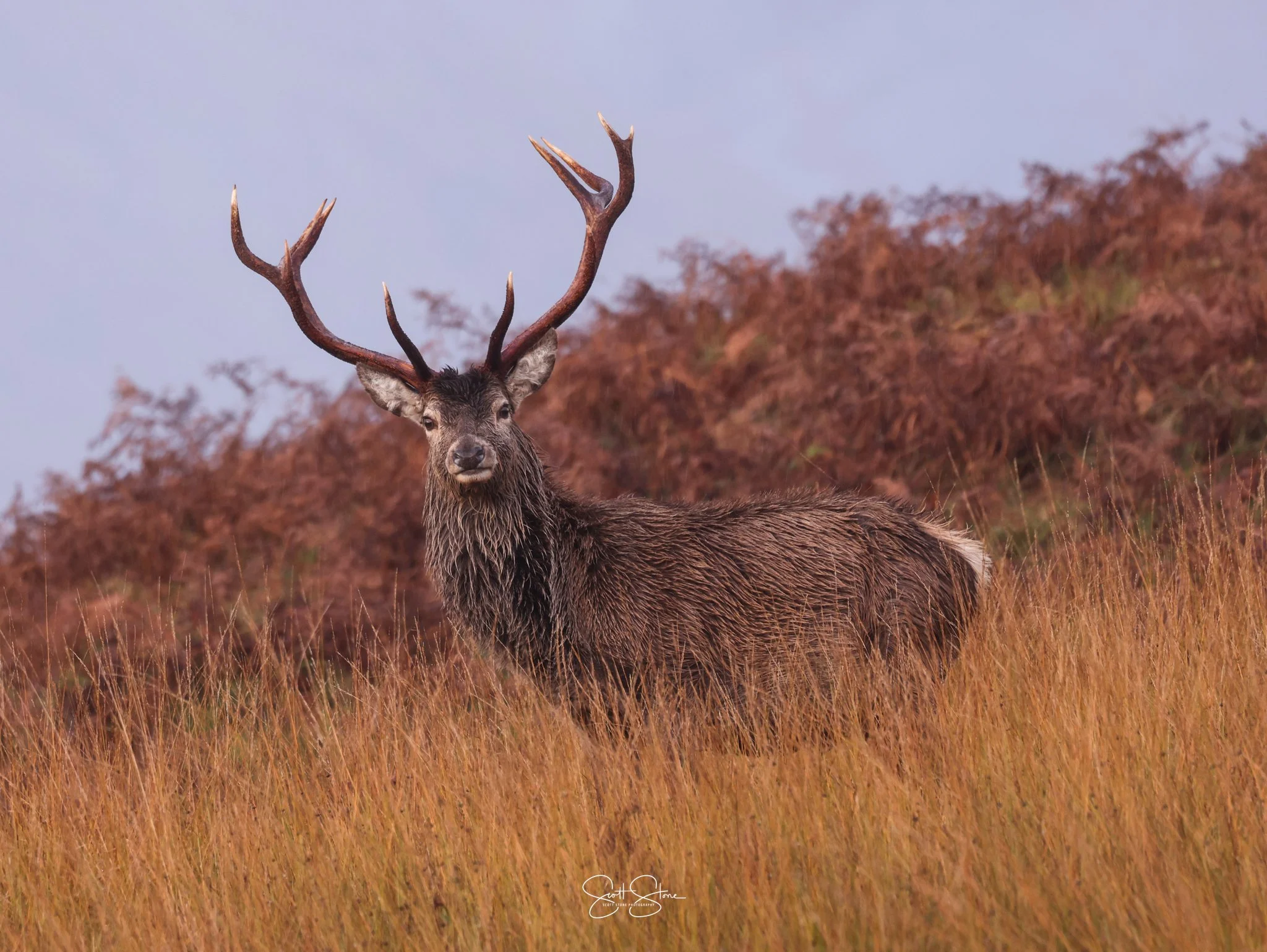 A wild stag with large antlers standing in tall orange-brown grass with a reddish-brown shrubbery background.