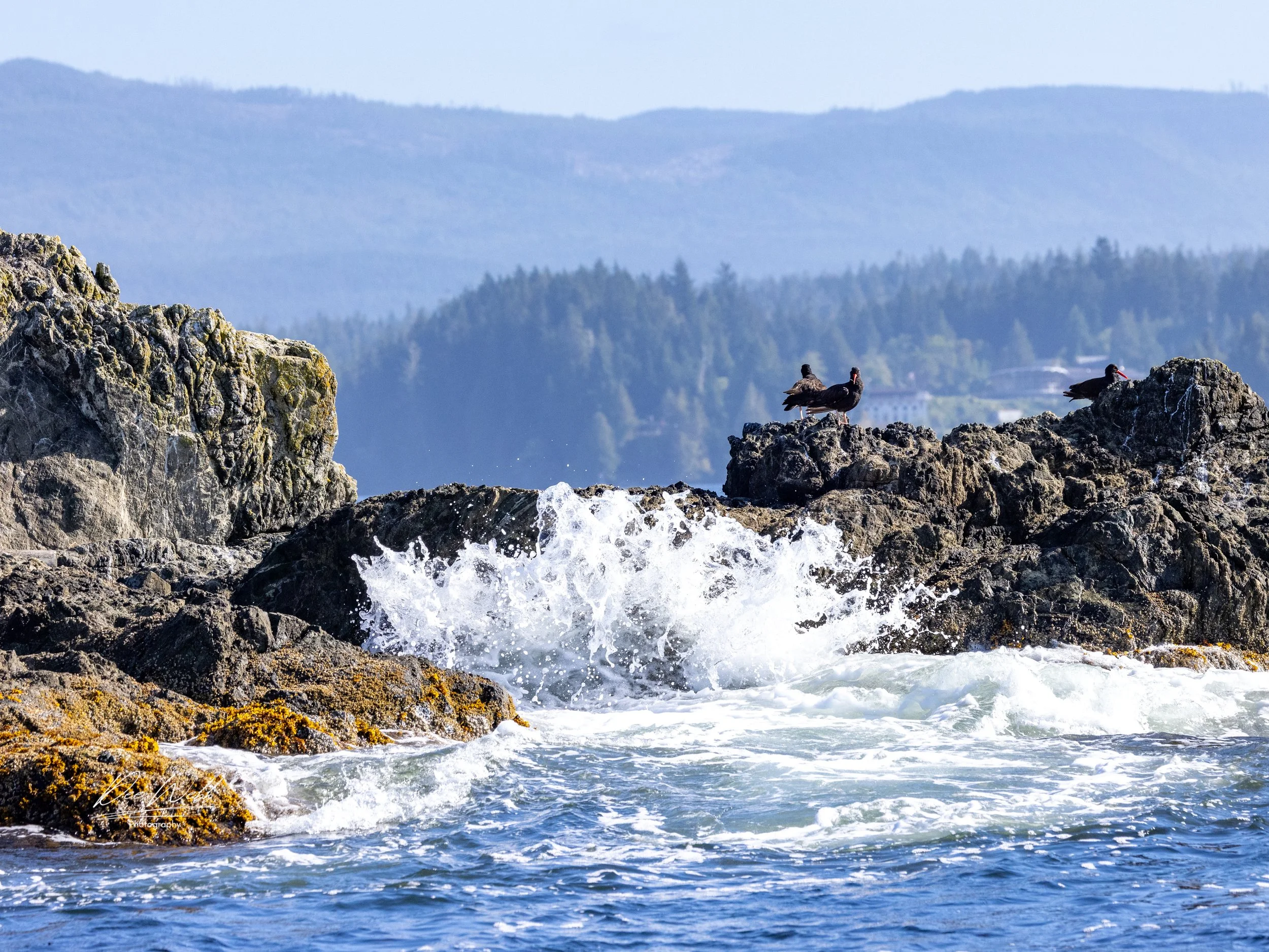 Bamfeild Oyster Catcher.jpg