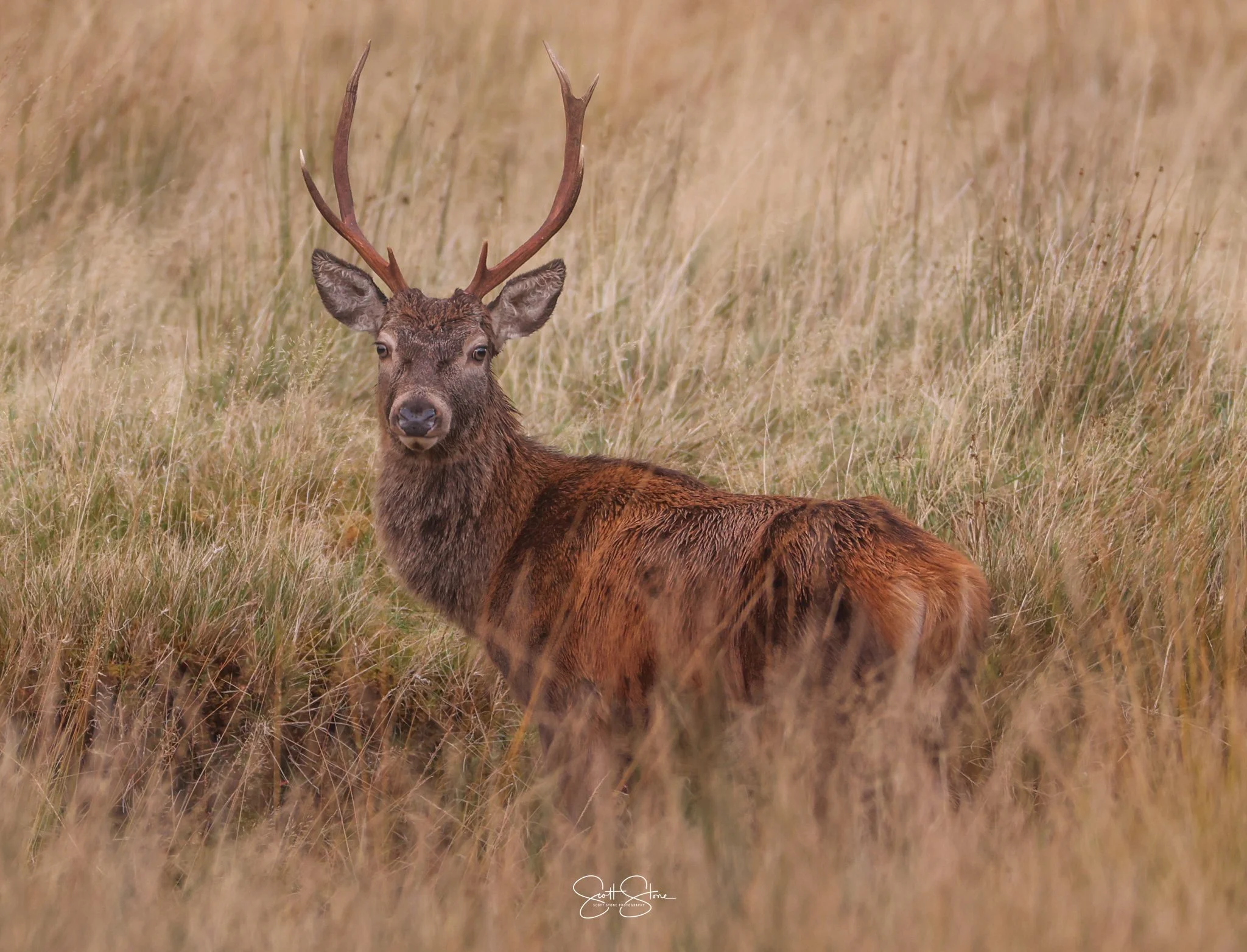 A deer with antlers standing in tall grass in a natural, outdoor setting.