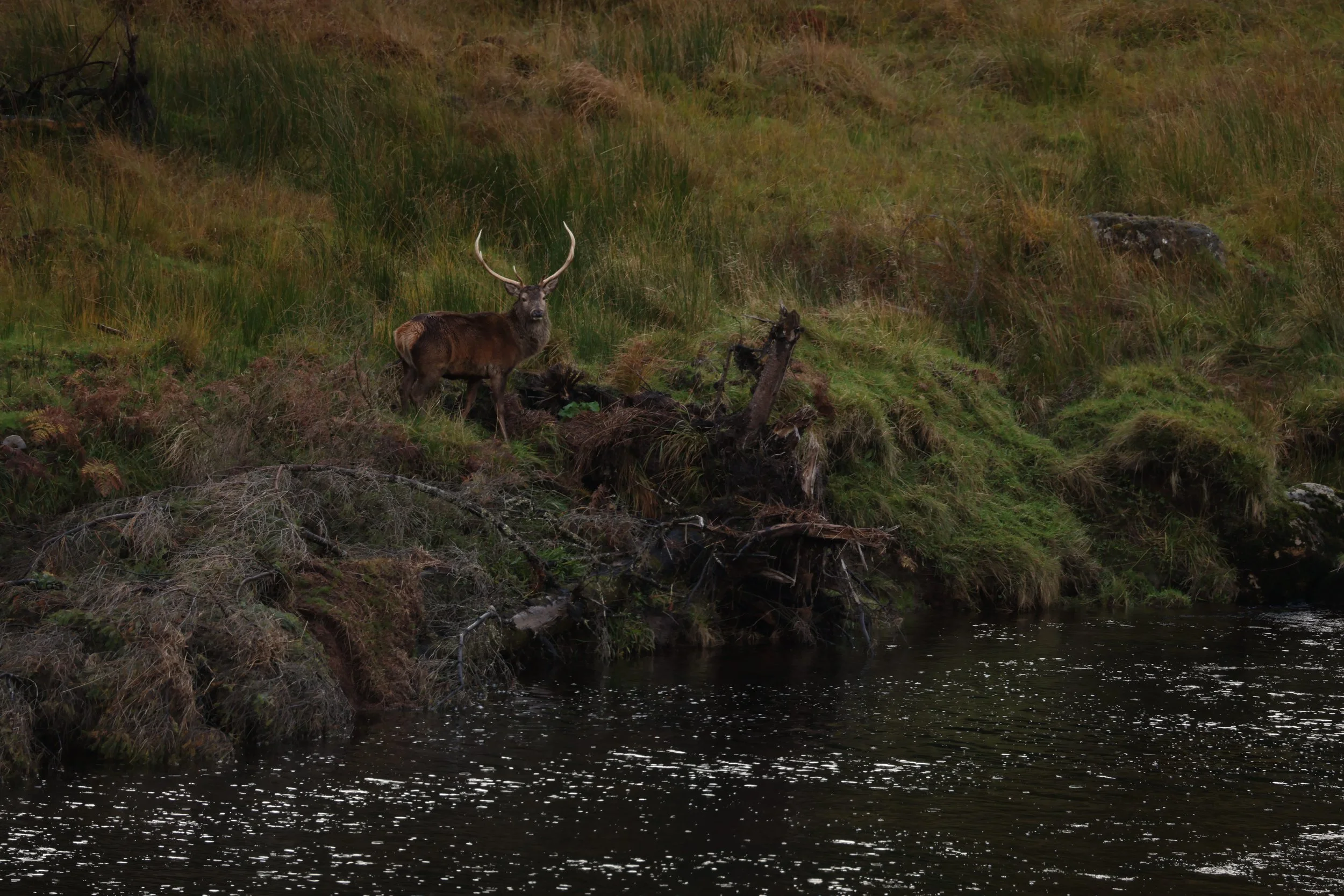 A deer standing on a grassy riverbank with tall grass, trees, and rocks in the background.