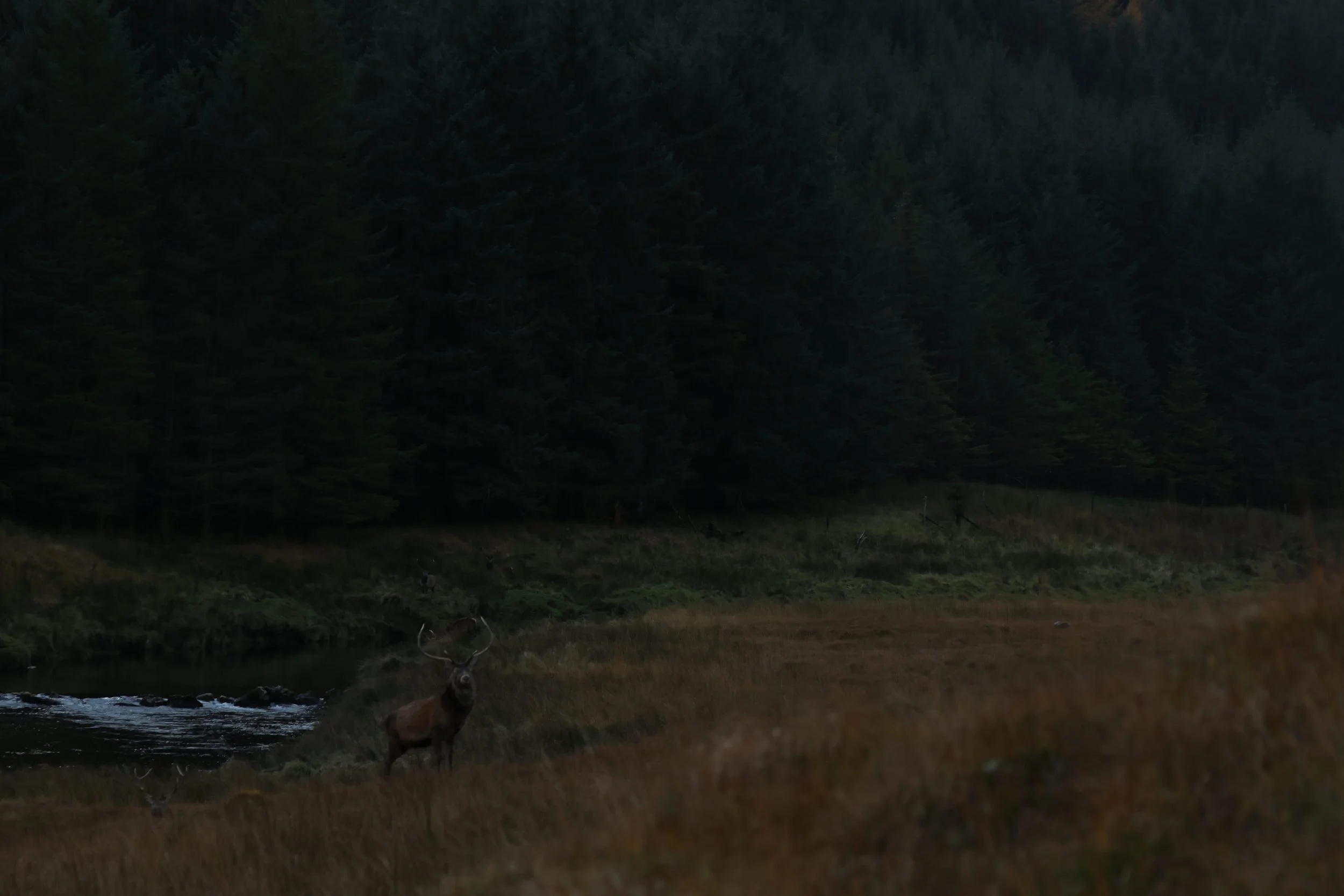 Deer standing near a small stream in a forested area at dusk.
