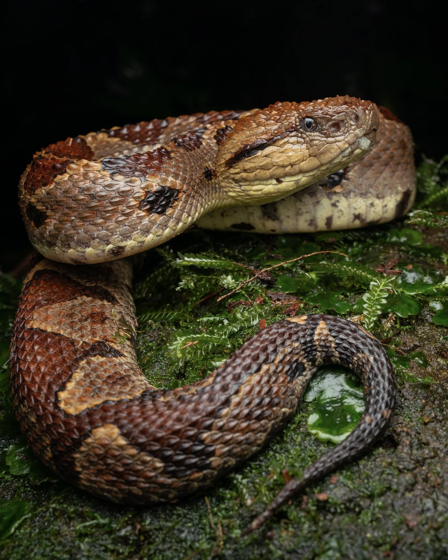 A coiled snake with a brown and black patterned body resting on green foliage in a forest.