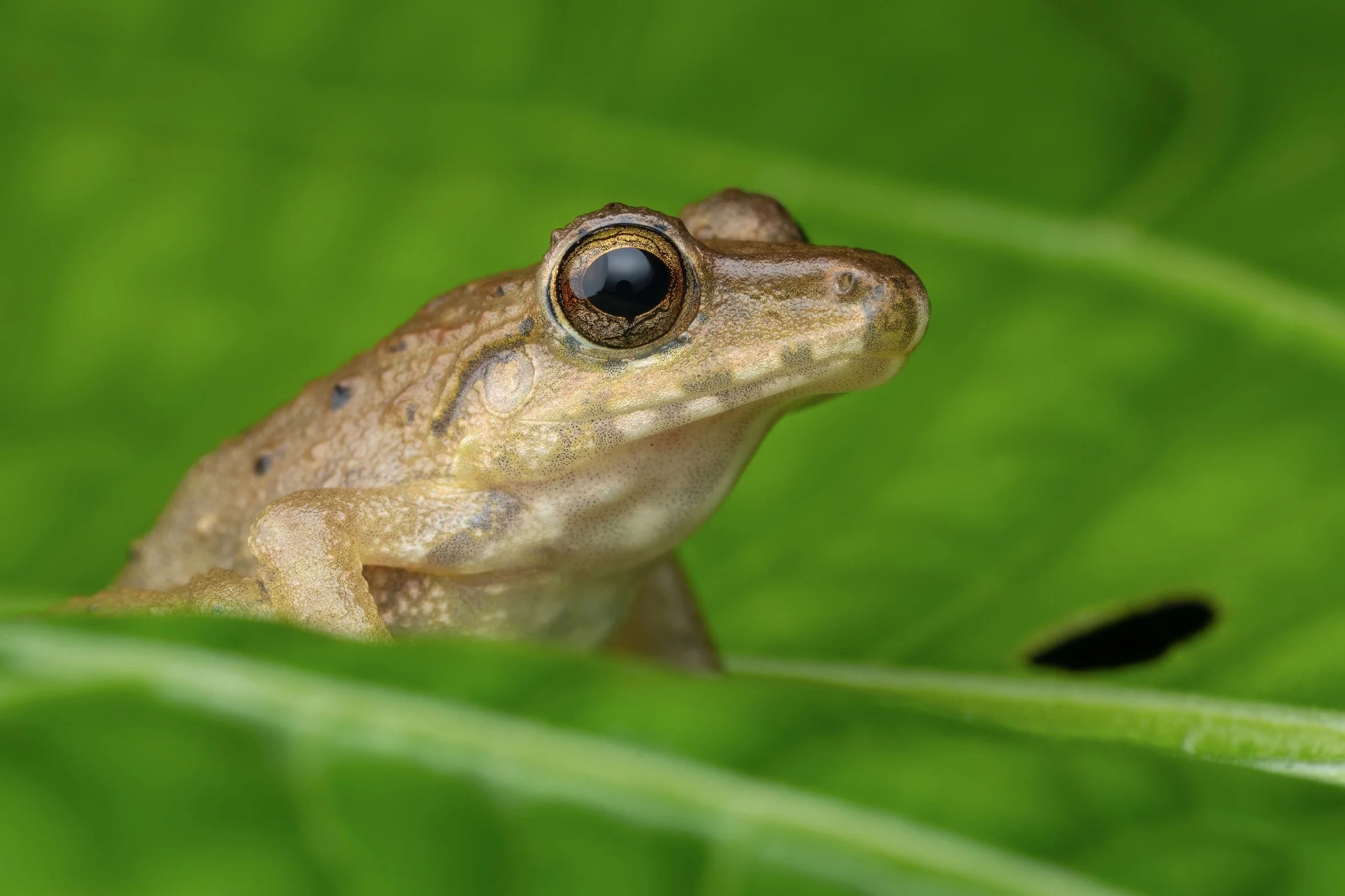 Close-up of a small brown frog with dark eyes, perched on a green leaf.